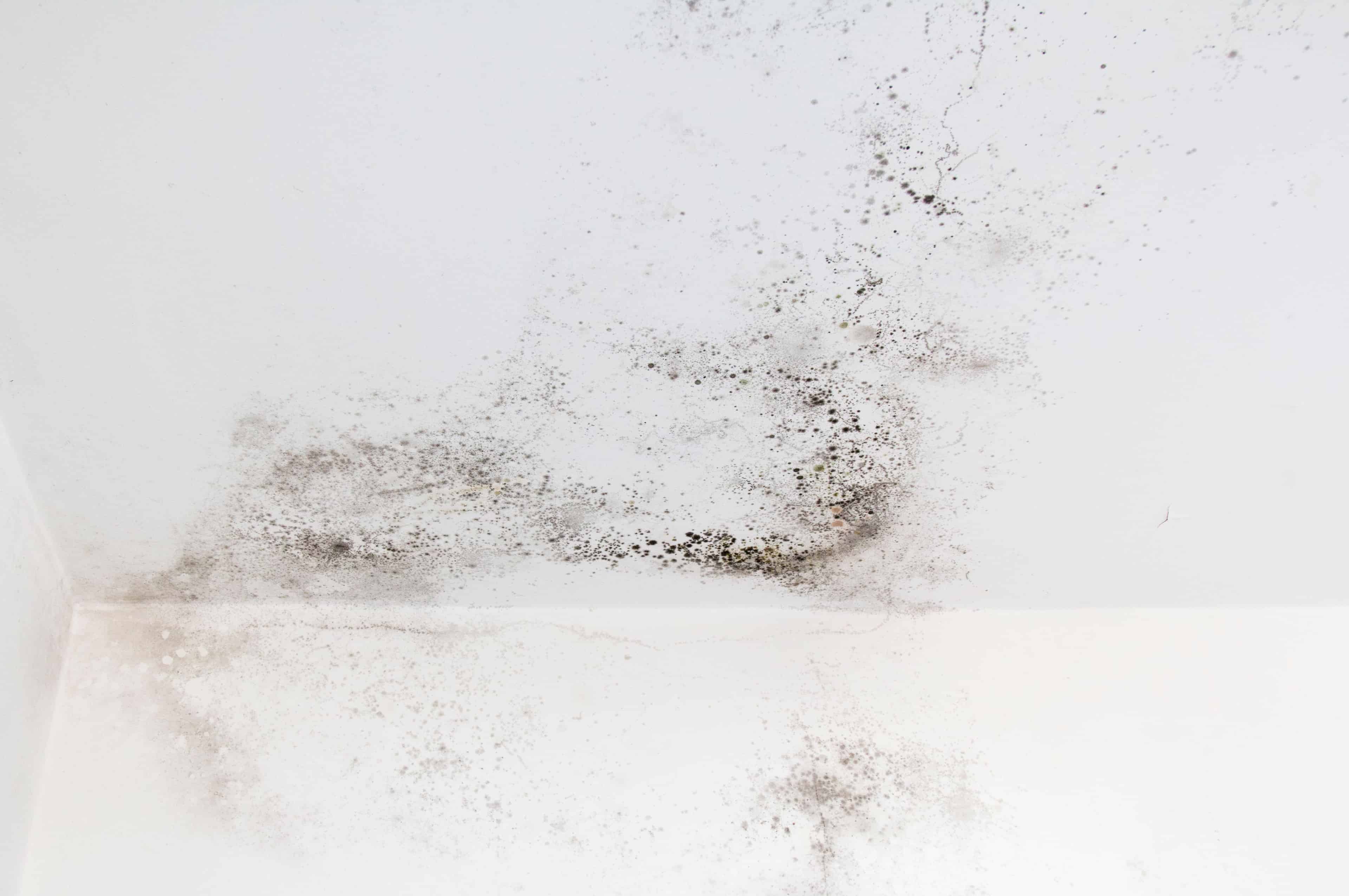 Moisture Remediation image