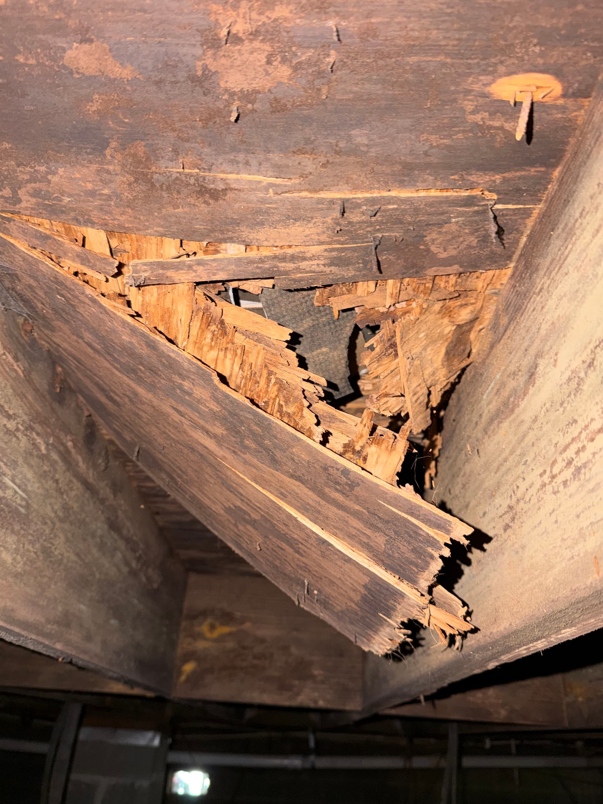 Gallery photos for Inspections Uncover Crawl Space Issues in AL and FL: Image #1