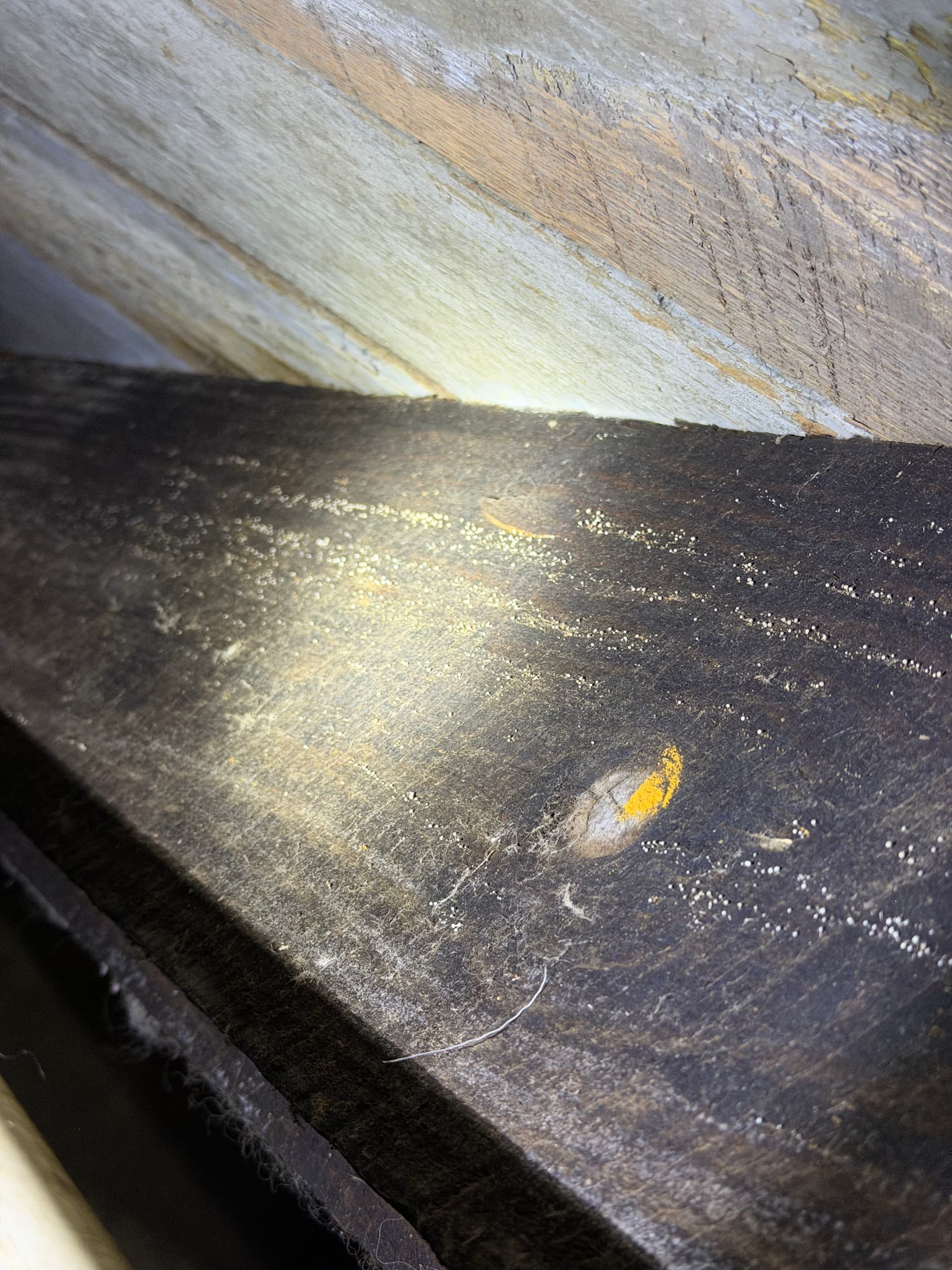 Gallery photos for What We Found Under a Lumberton Mississippi Home: Image #3