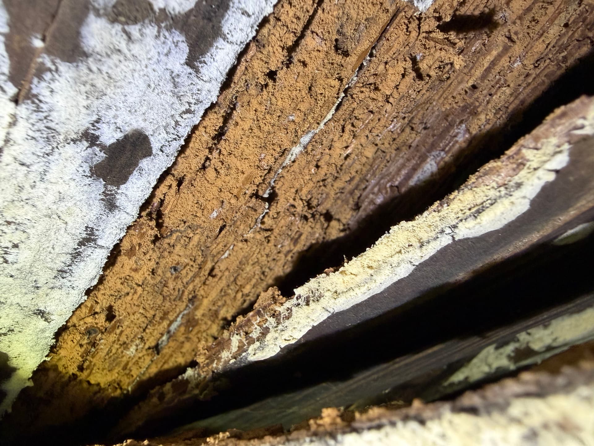 Gallery photos for Nearly 400 Miles Across the Gulf Coast Finding Crawl Space Problems: Image #7
