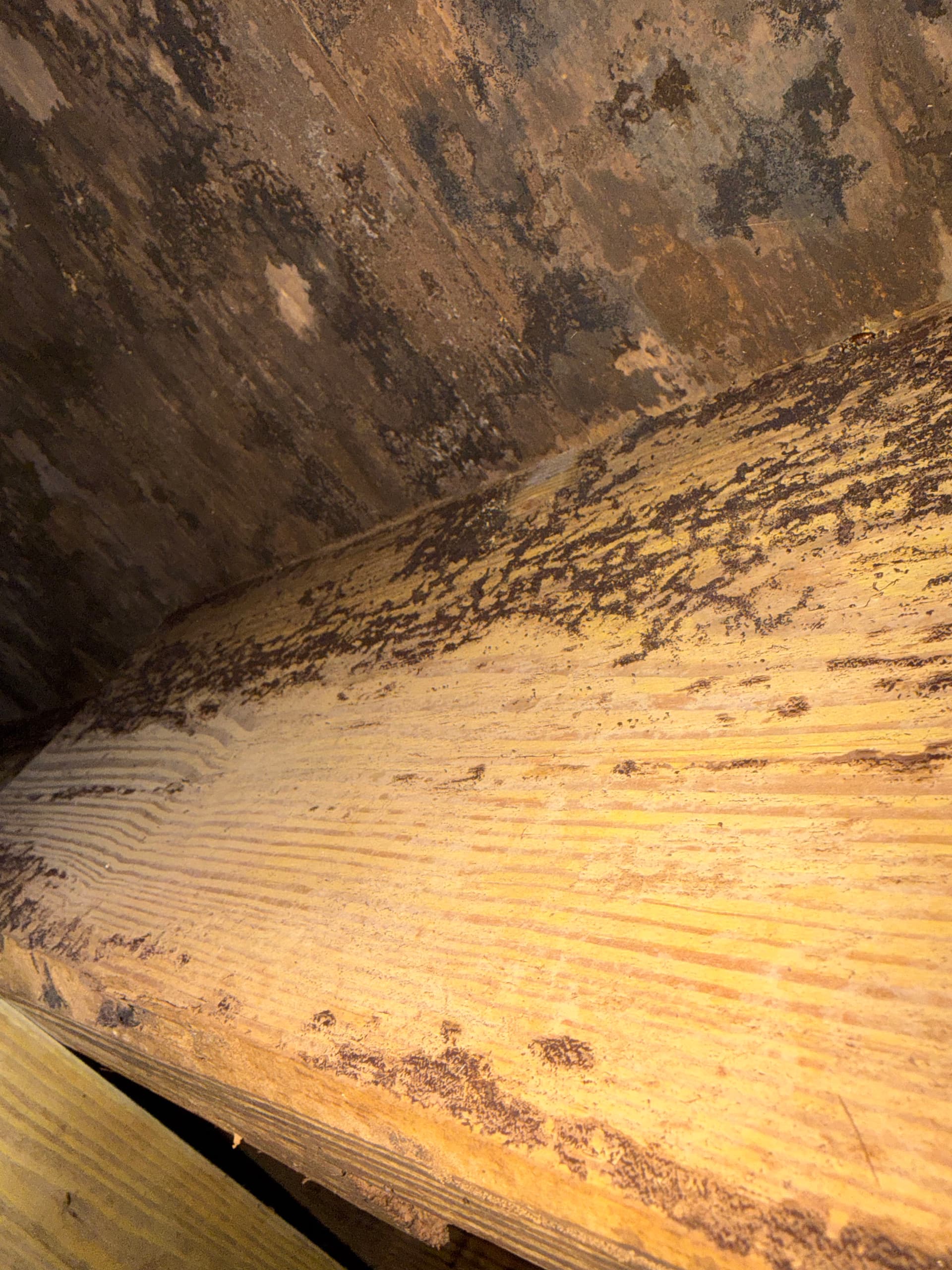 Gallery photos for Crawlspace Assessment Uncovers Serious Drainage and Fungus Issues in Tallahassee: Image #9