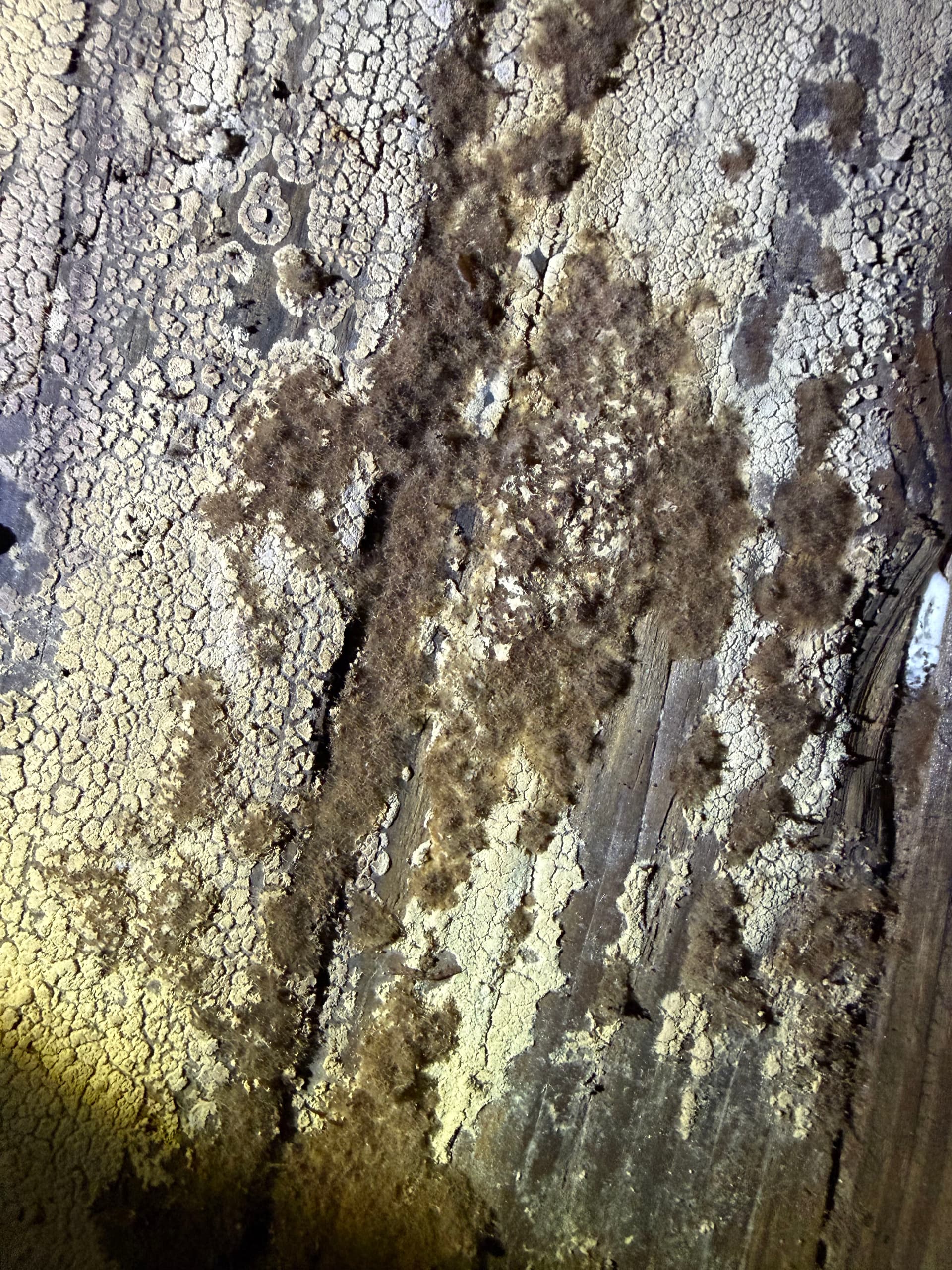 Gallery photos for Nearly 400 Miles Across the Gulf Coast Finding Crawl Space Problems: Image #3