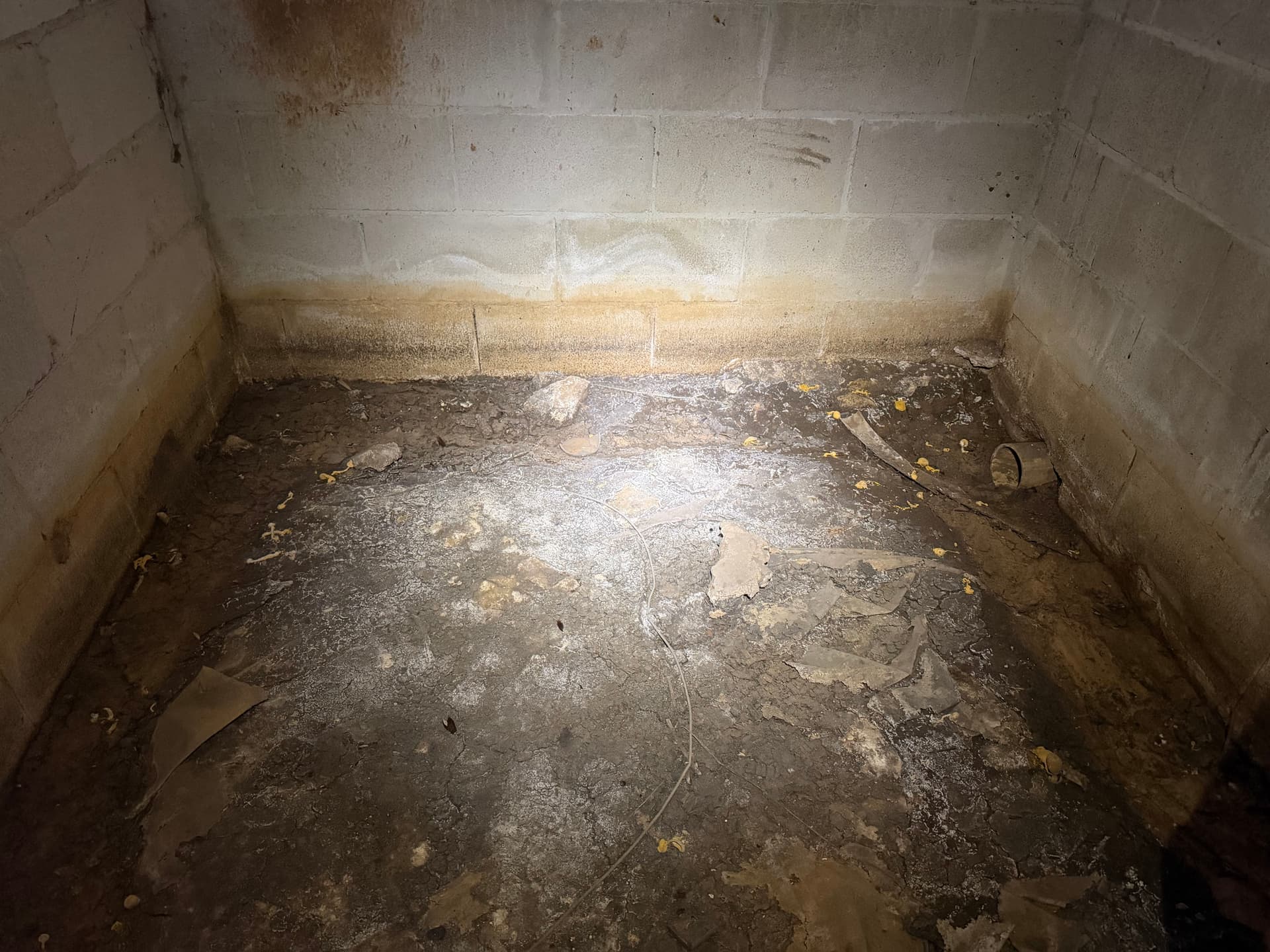 Crawlspace Assessment Uncovers Serious Drainage and Fungus Issues in Tallahassee image