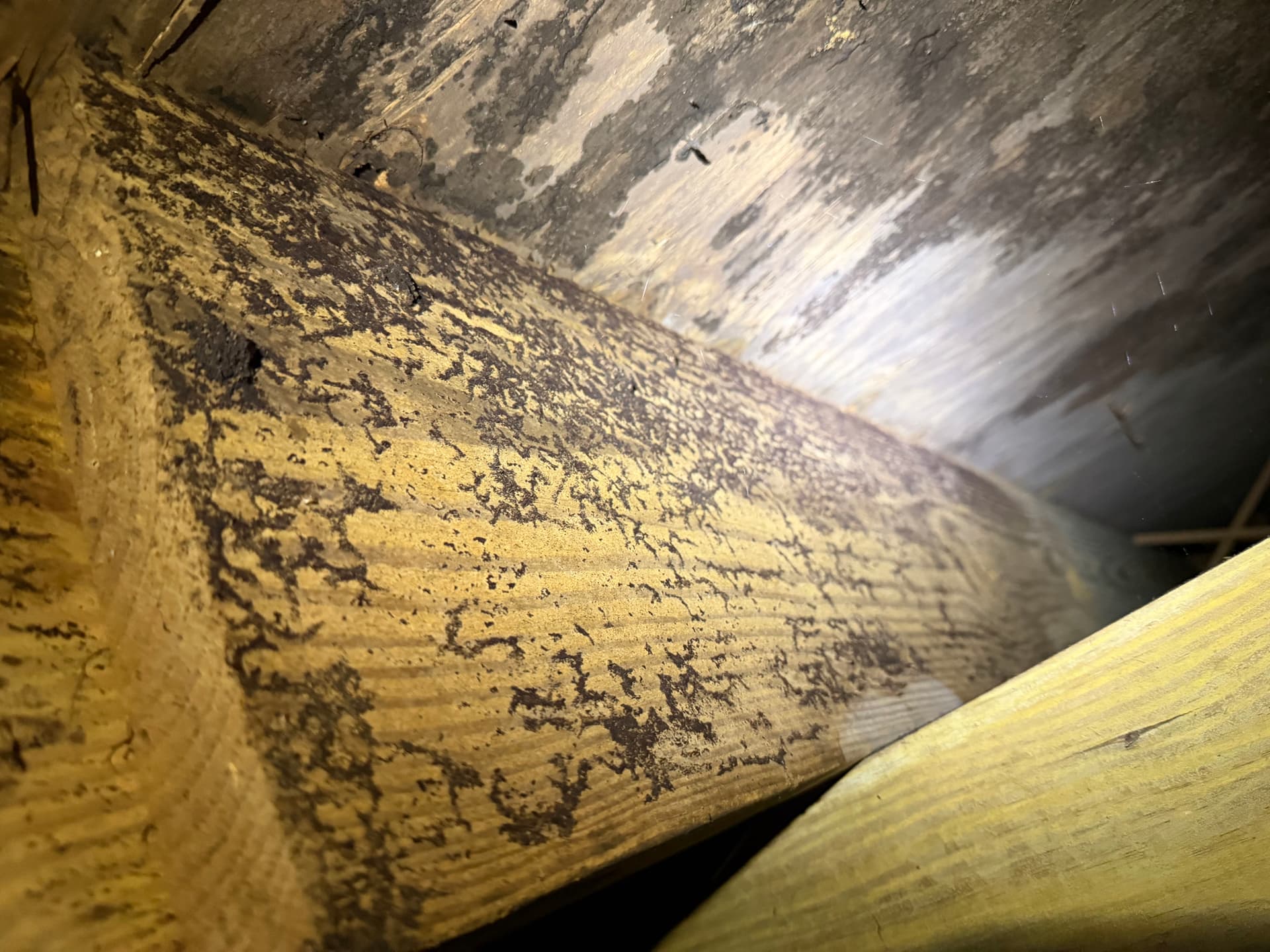 Gallery photos for Crawlspace Assessment Uncovers Serious Drainage and Fungus Issues in Tallahassee: Image #8