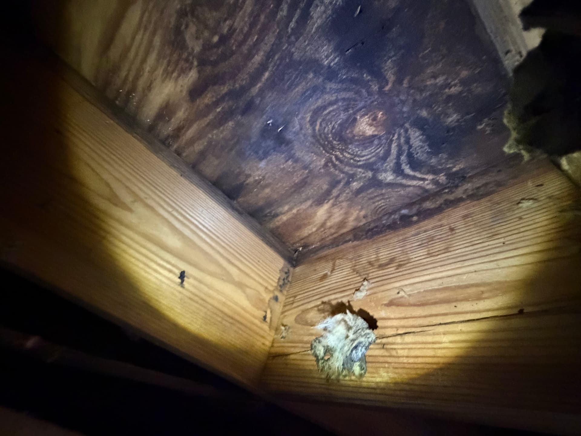 Gallery photos for What a Crawl Space Inspection Found in Monroeville and Loxley: Image #1