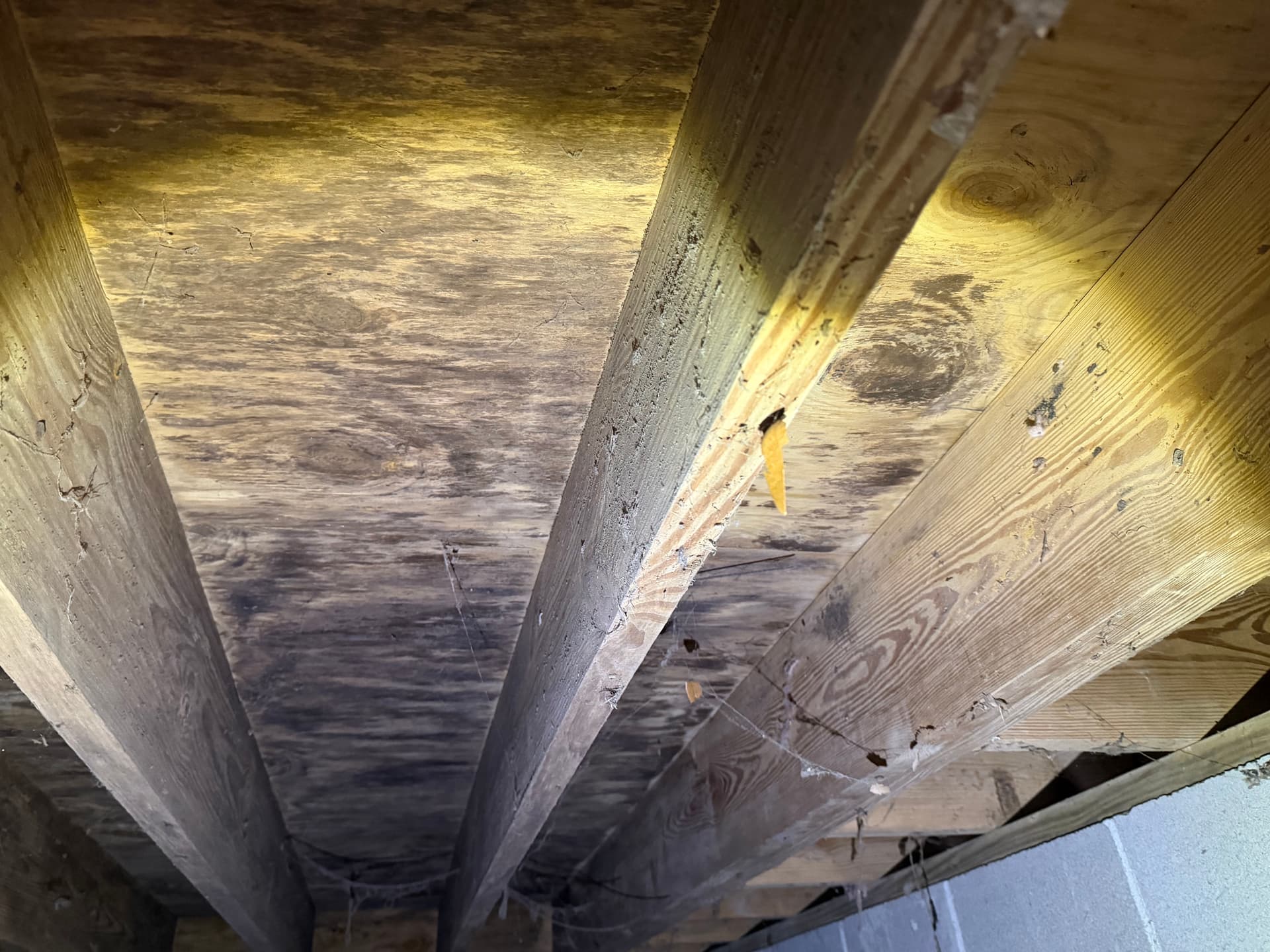 Gallery photos for What a Crawl Space Inspection Found Under a Daphne Home: Image #3