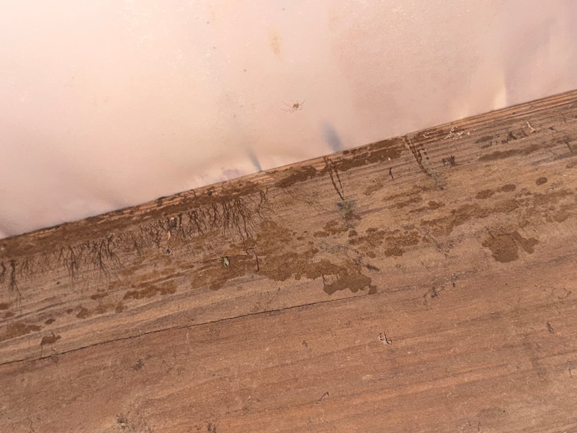 Gallery photos for Crawl Space Inspection Uncovers Major Issues in Irvington Alabama: Image #5