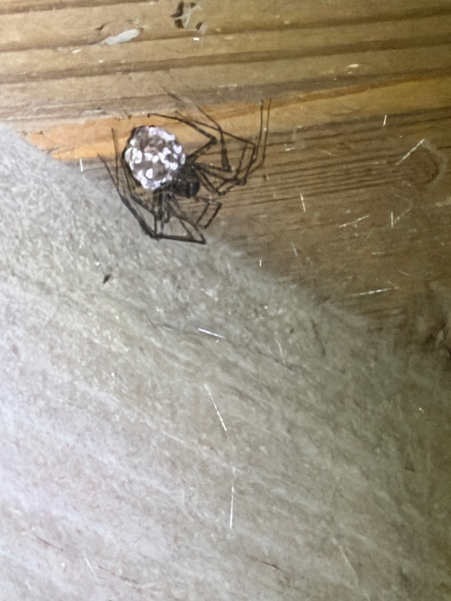 Gallery photos for 5 Crawl Space Assessments Across the Gulf Coast in One Day: Image #1