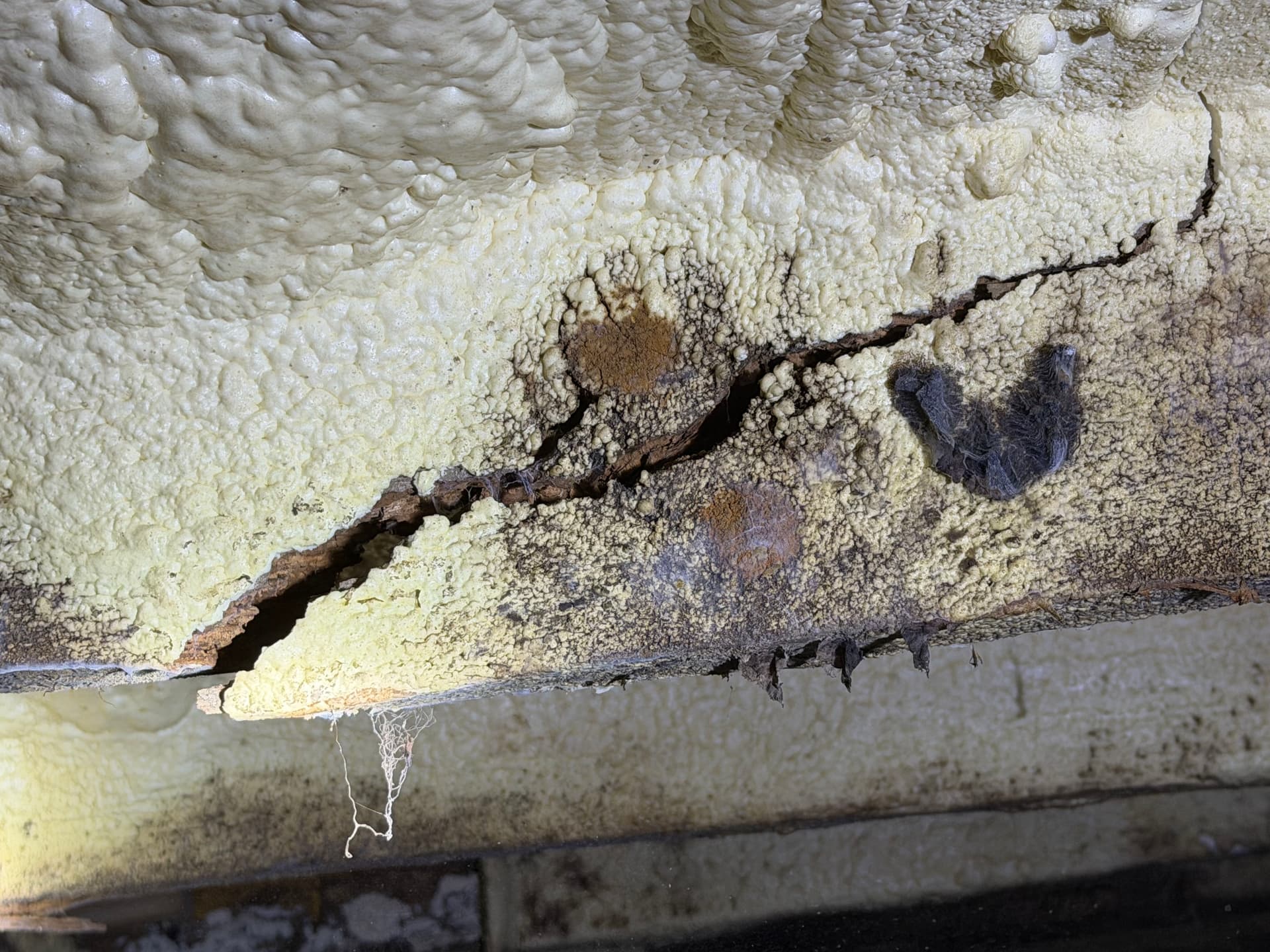 Gallery photos for The Dangers of Improper Crawl Space Insulation: Image #2