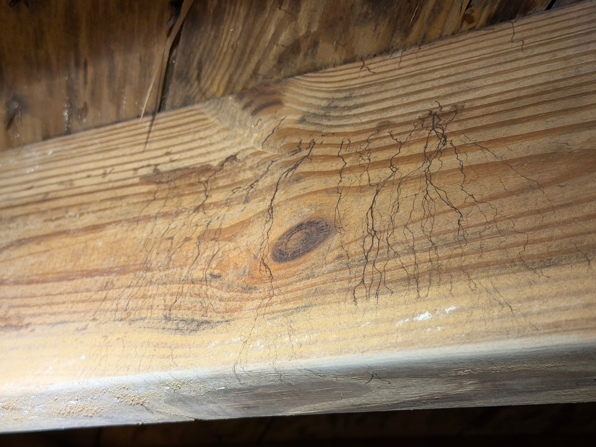 Gallery photos for Milton Home Crawl Space Inspection and Repair: Image #8