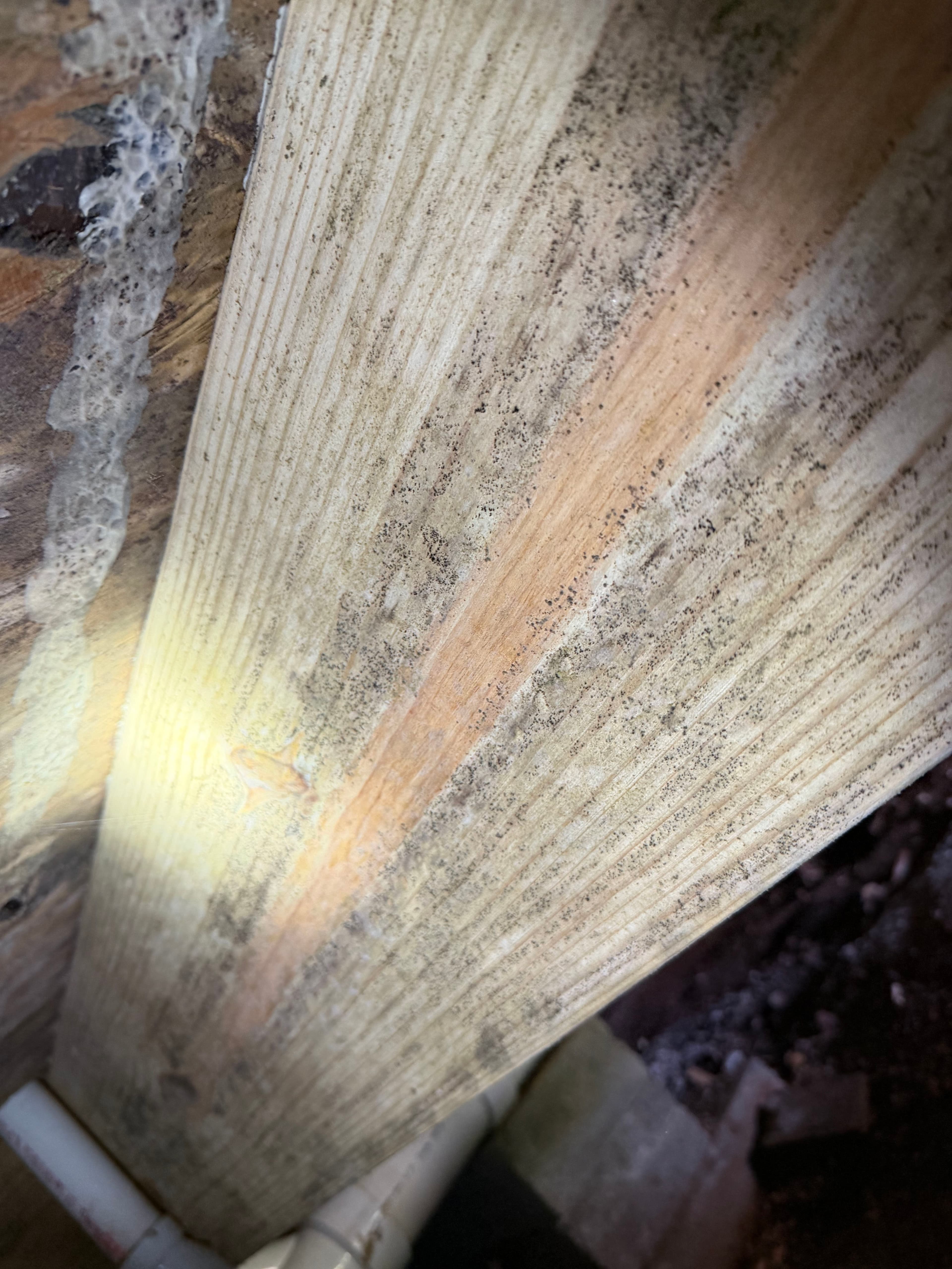 Project Fighting Crawl Space Fungus in the Gulf Coast image