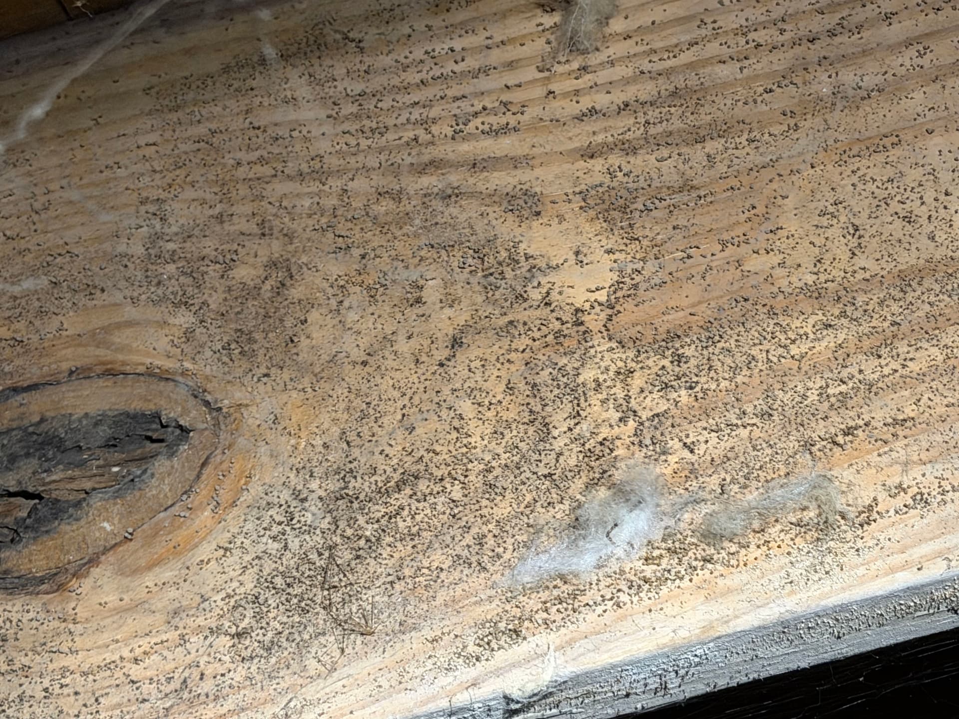 Gallery photos for Crawl Space Inspection in Montgomery: Image #2