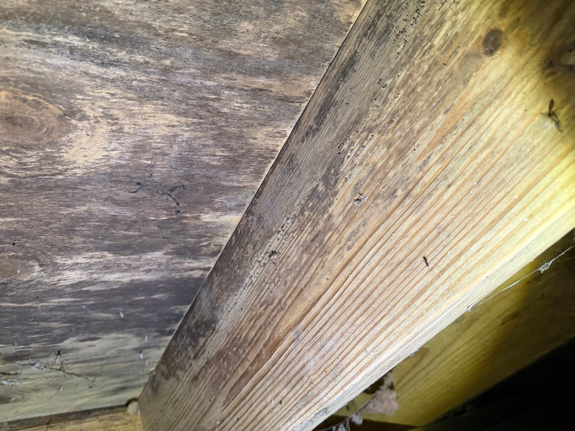 Gallery photos for What a Crawl Space Inspection Found Under a Daphne Home: Image #2