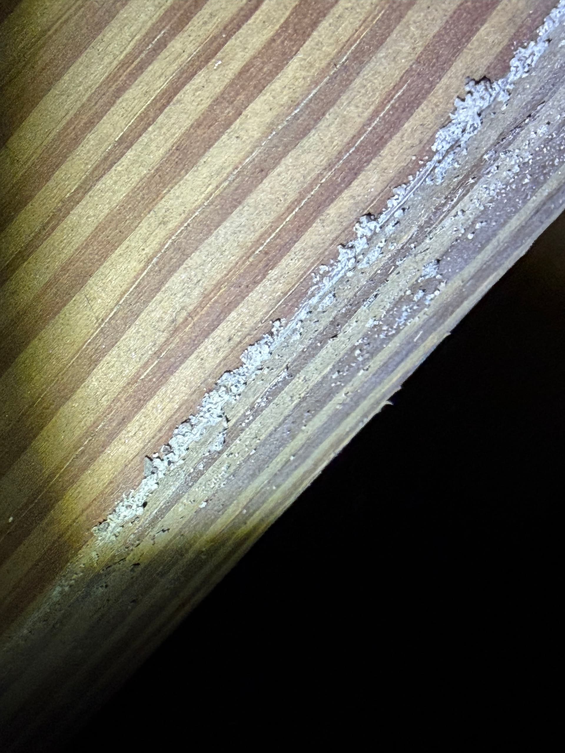 Gallery photos for Crawlspace Inspection Findings in Pensacola - What Was Hiding Under the House: Image #3
