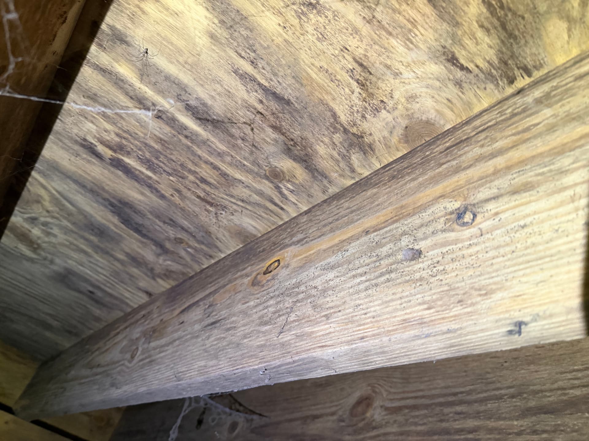 Gallery photos for What a Crawl Space Inspection Found Under a Daphne Home: Image #8