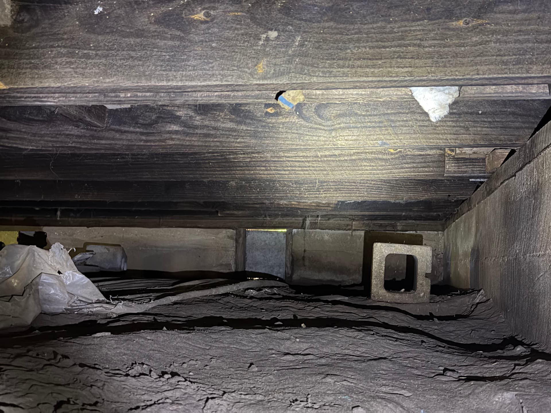 Gallery photos for What We Found Under a Lumberton Mississippi Home: Image #5