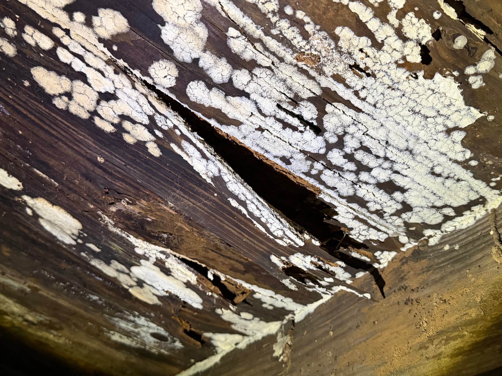 Gallery photos for Nearly 400 Miles Across the Gulf Coast Finding Crawl Space Problems: Image #4