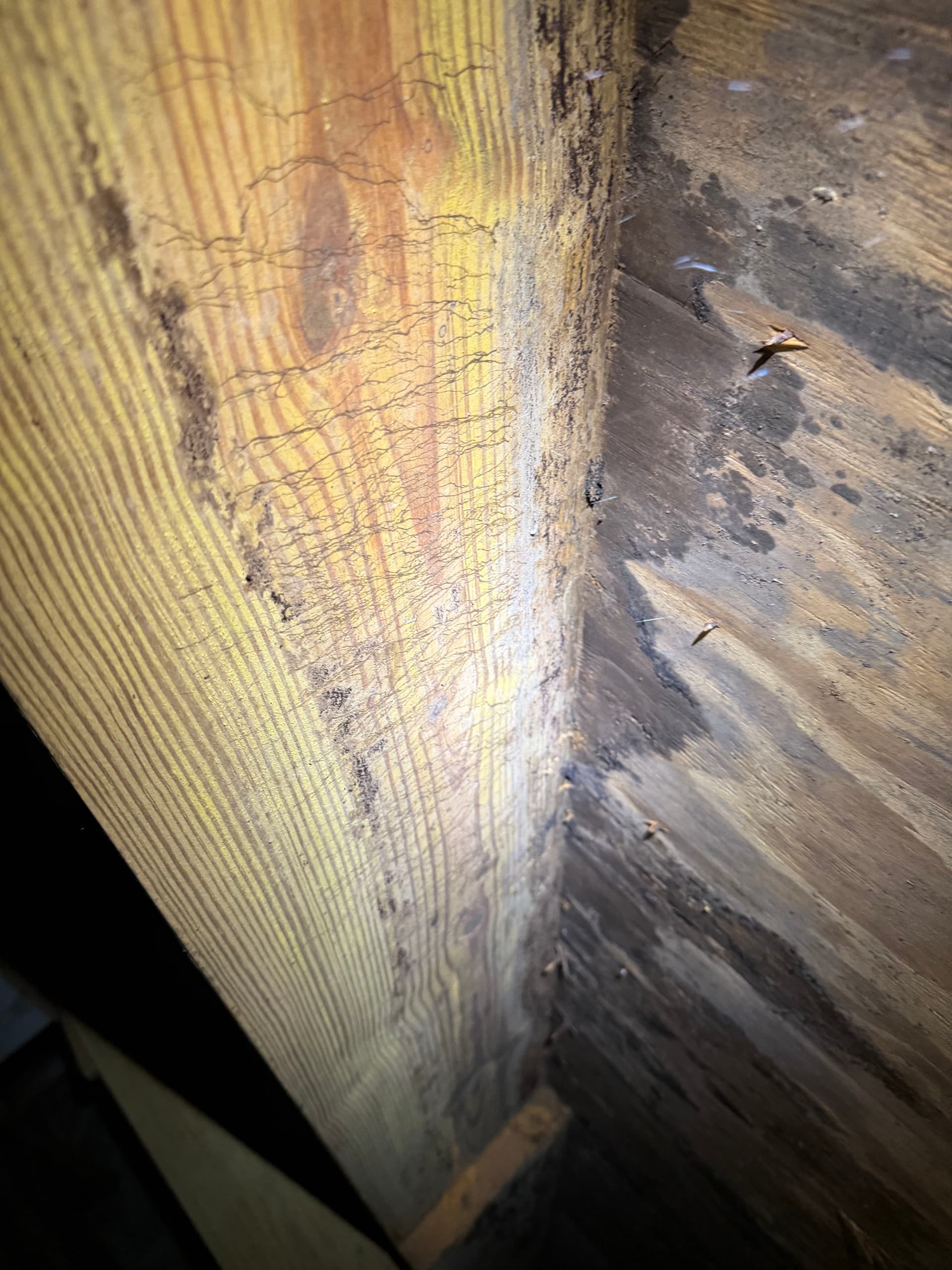 Gallery photos for Crawlspace Assessment Uncovers Serious Drainage and Fungus Issues in Tallahassee: Image #7