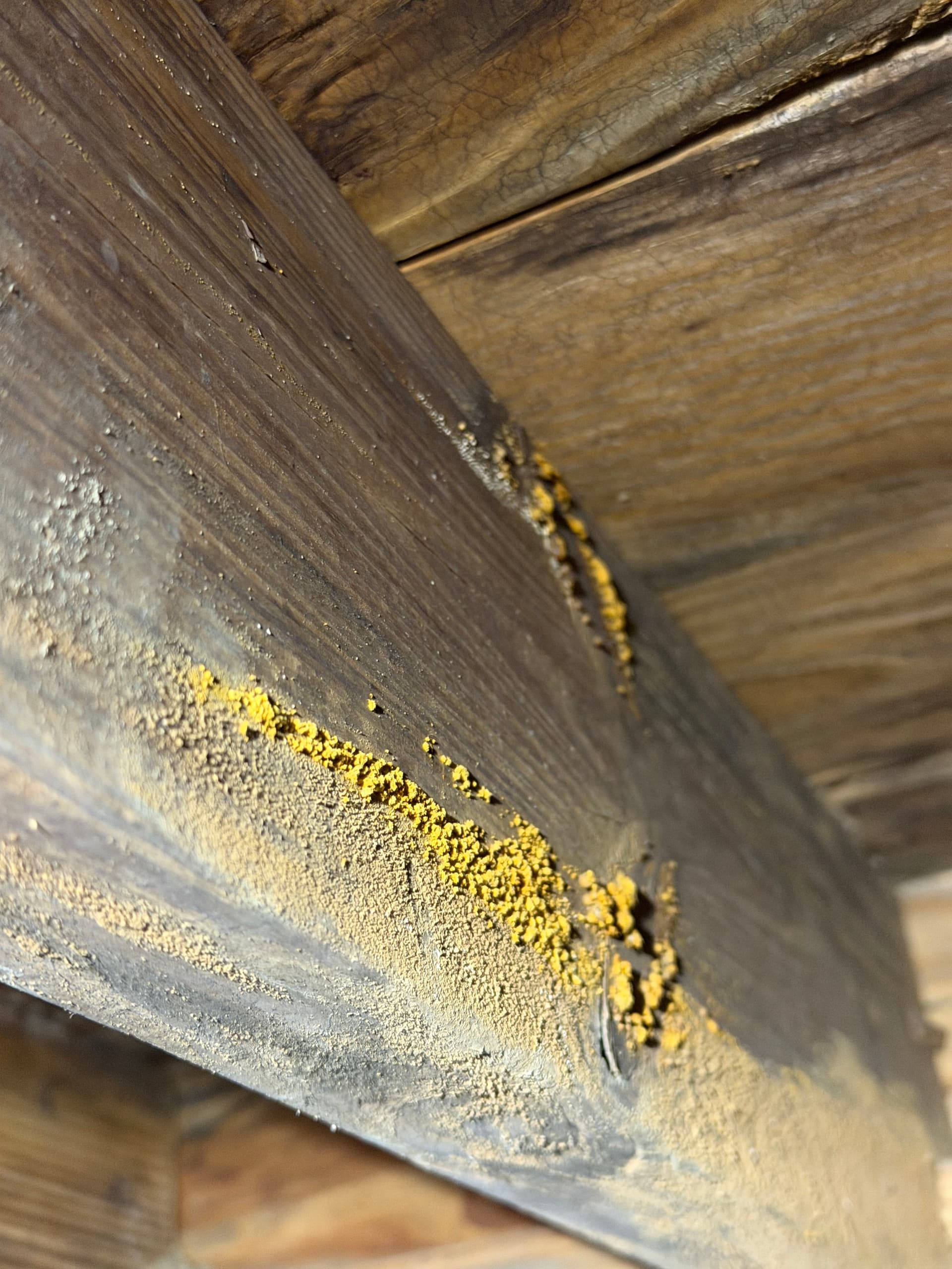 Gallery photos for Milton Home Crawl Space Inspection and Repair: Image #6