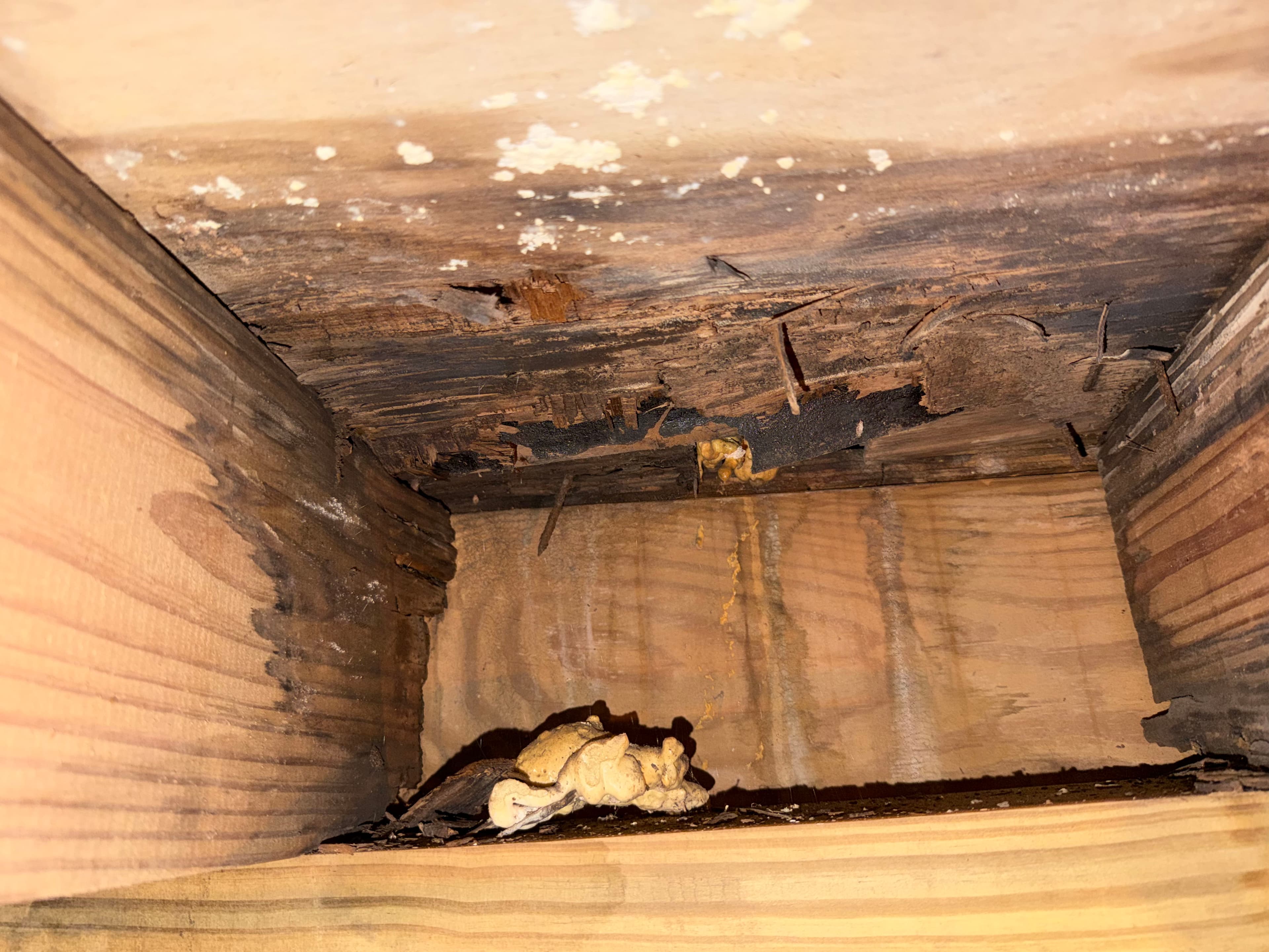 Project Mobile AL Crawl Space Assessment Reveals Serious Hidden Damage image