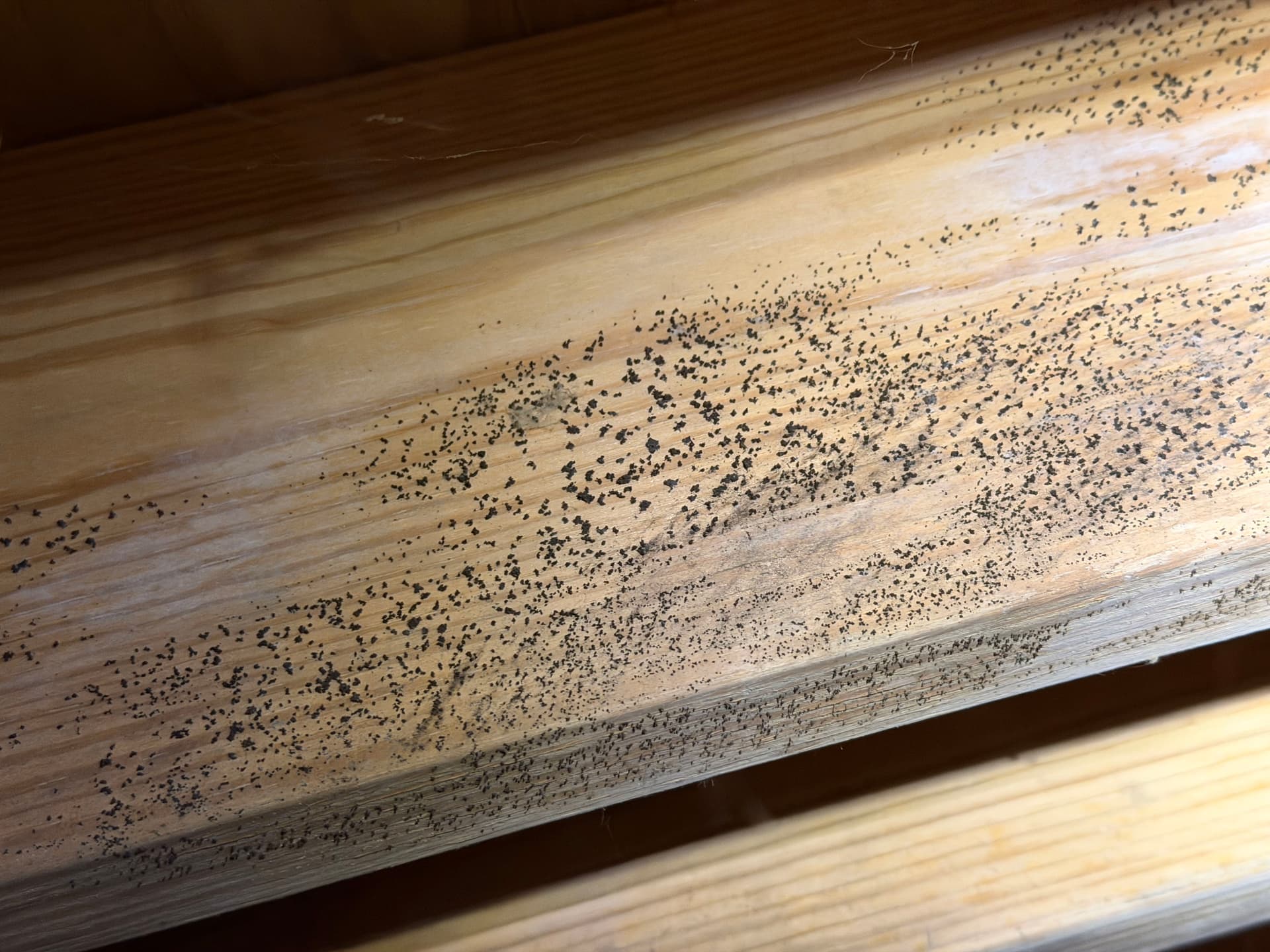 Gallery photos for Crawl Space Inspection in Montgomery: Image #7