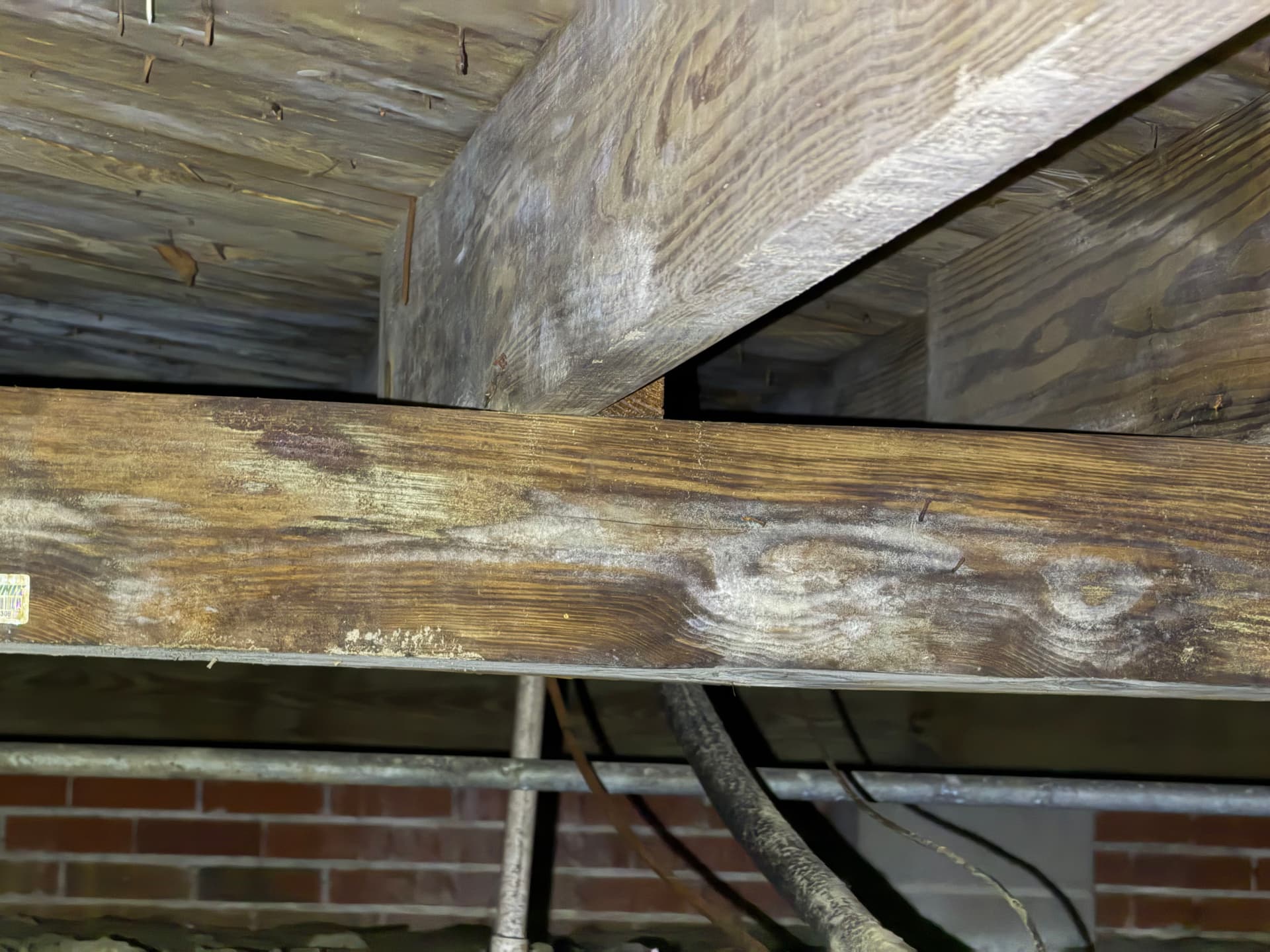 Gallery photos for Crawlspace Inspection Findings in Pensacola - What Was Hiding Under the House: Image #1