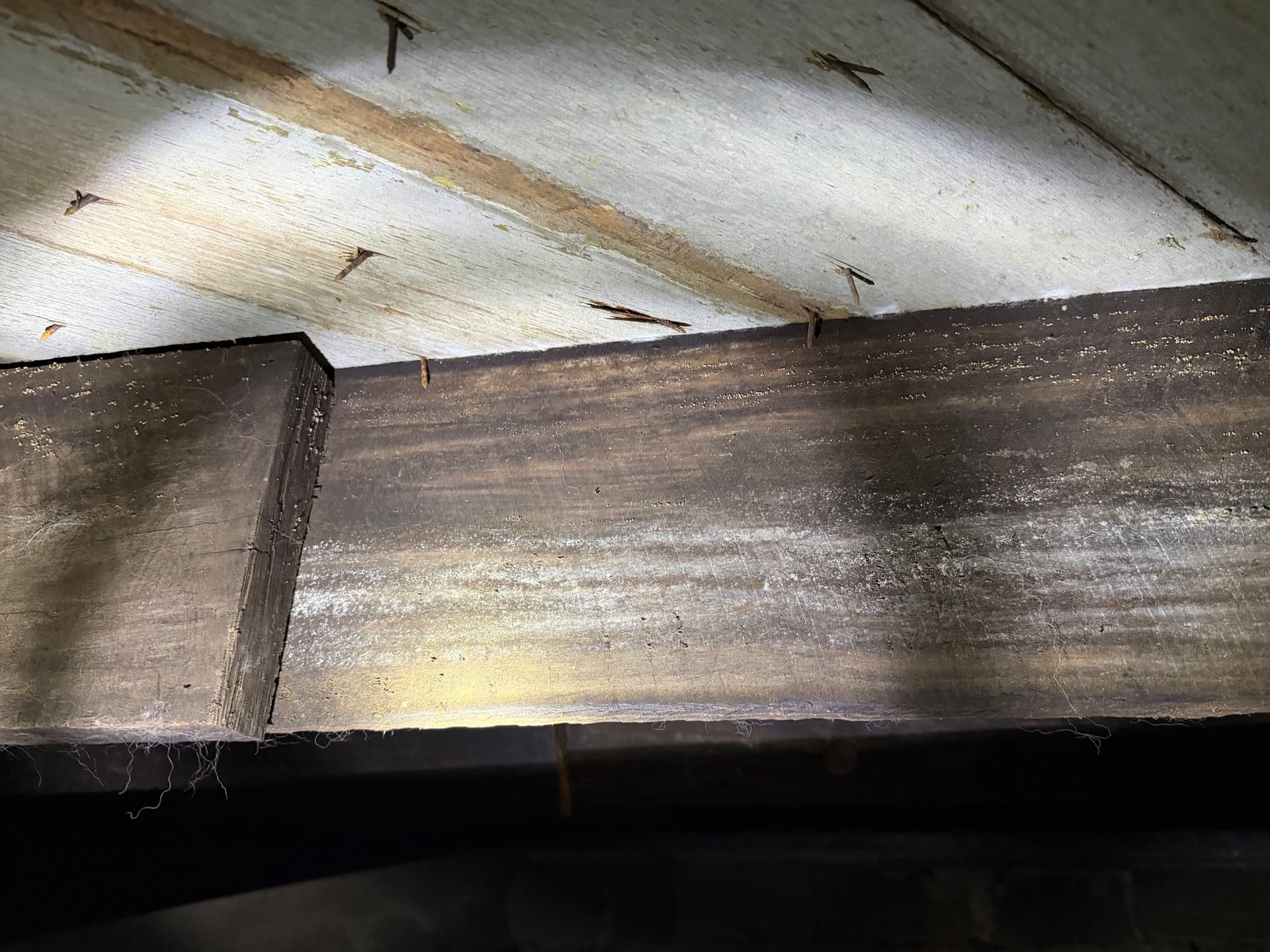 Gallery photos for What We Found Under a Lumberton Mississippi Home: Image #8