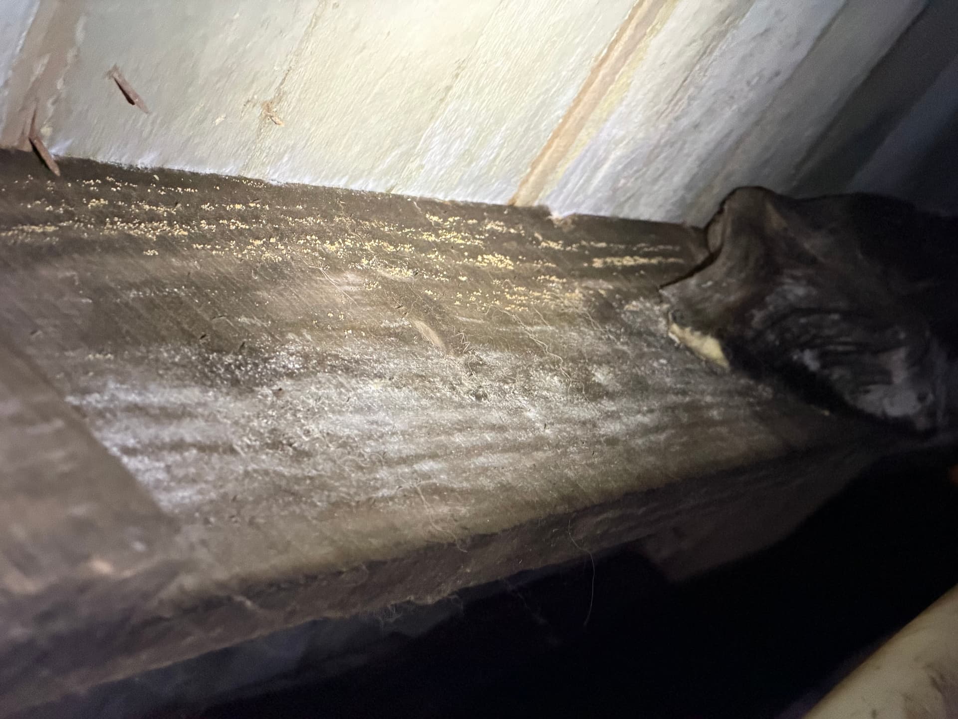 Gallery photos for What We Found Under a Lumberton Mississippi Home: Image #2