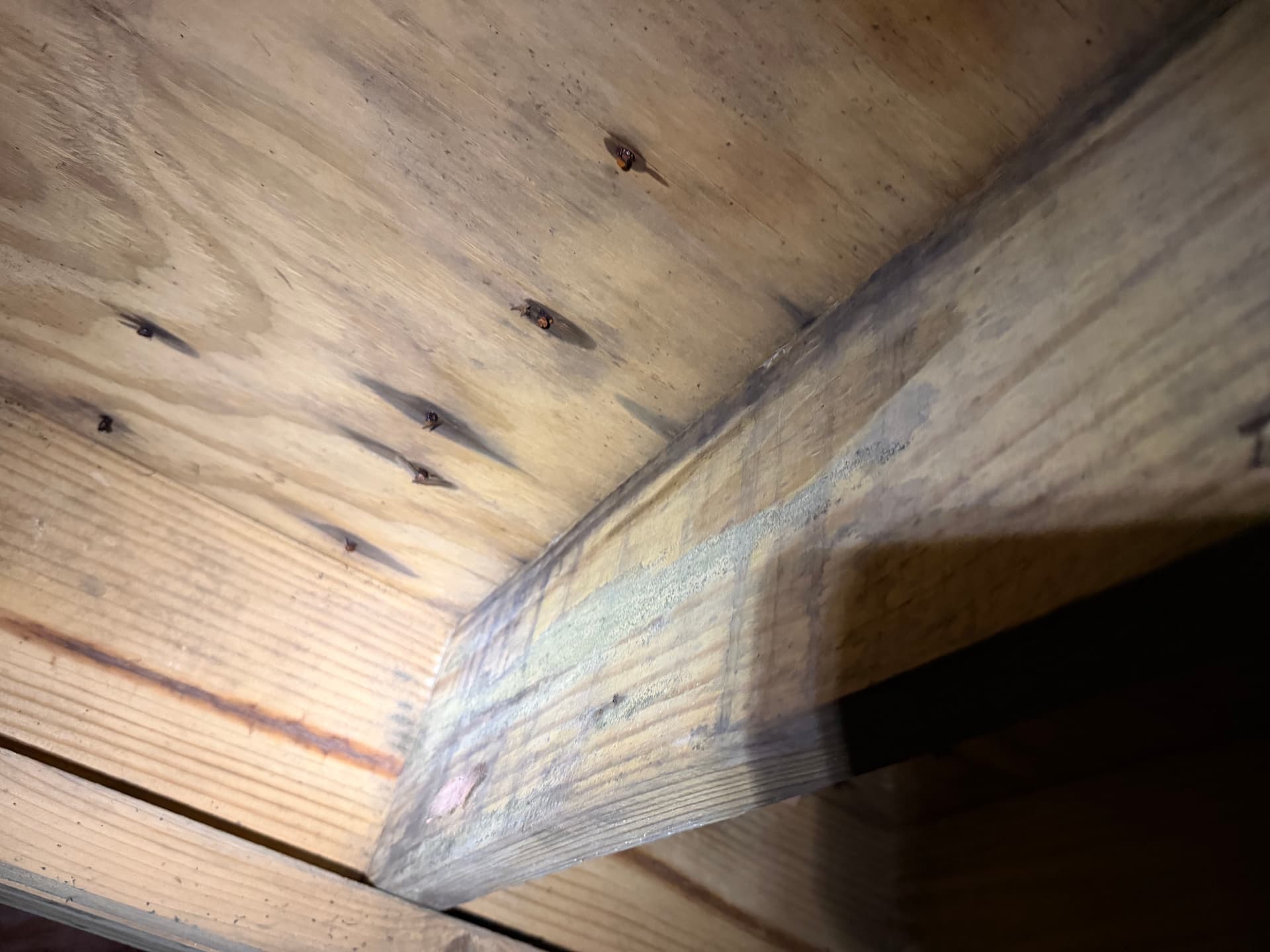 Gallery photos for Crawl Space Moisture and Fungus Assessment in Cantonment Florida: Image #2