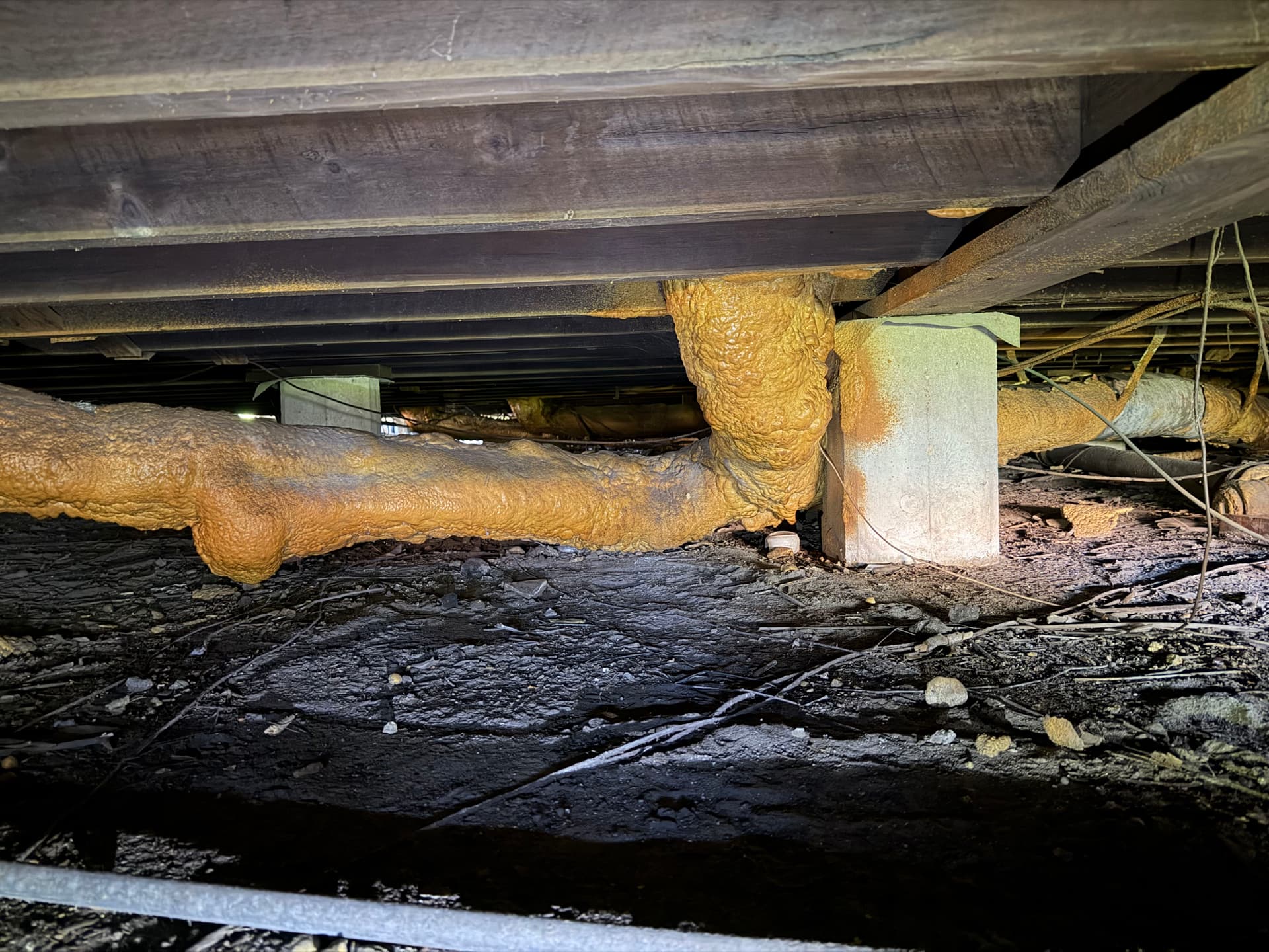 Gallery photos for What We Found Under a Fort Walton Beach Home: Image #5