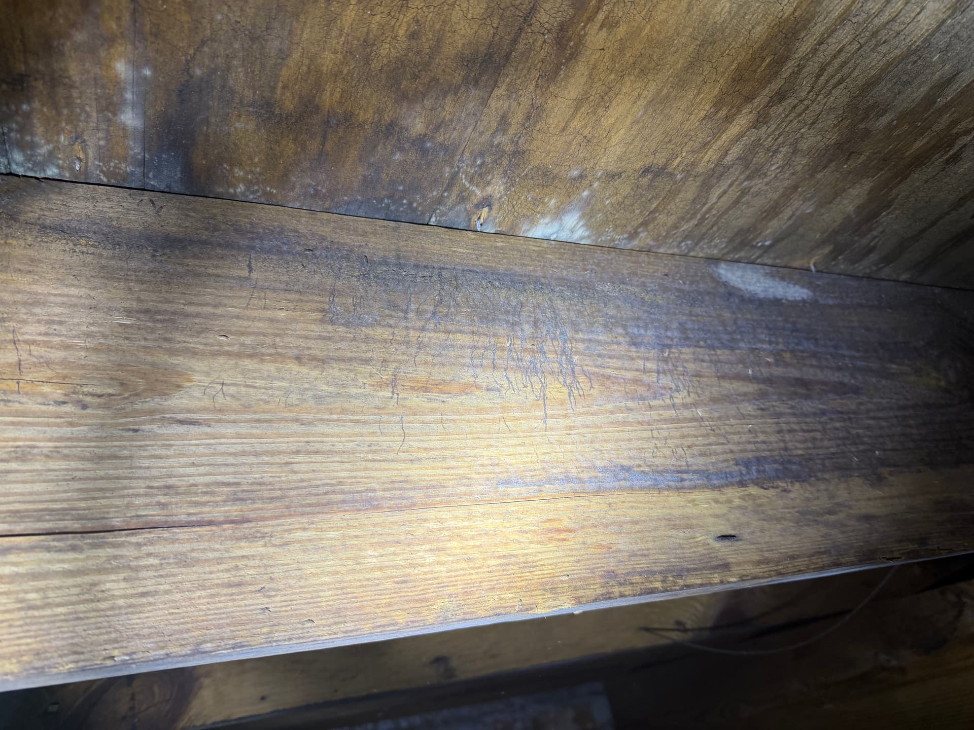 Gallery photos for 1,400 Miles of Crawlspace Assessments Across the Gulf Coast: Image #2