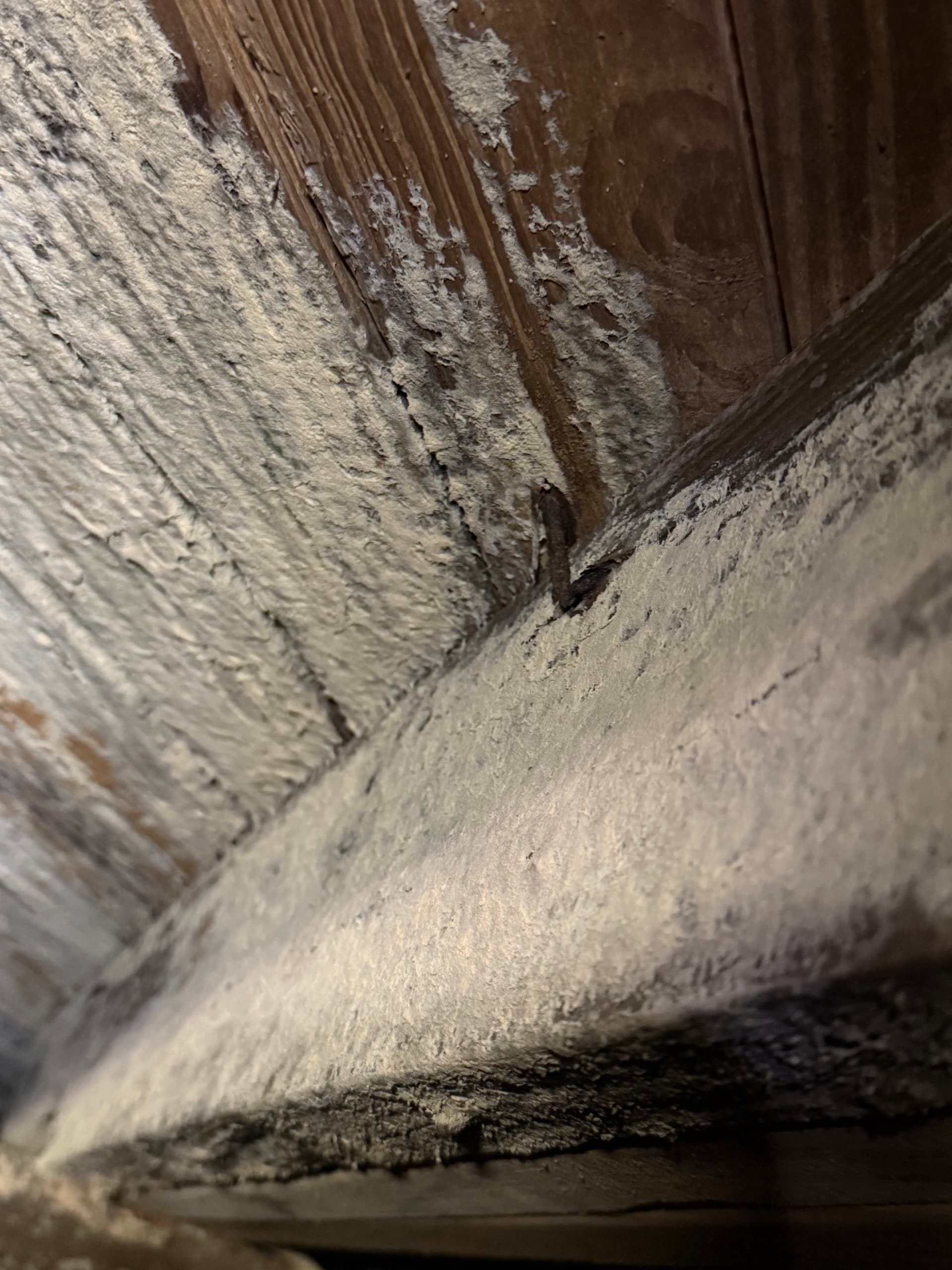 Gallery photos for Massive White Rot Fungus Found During Crawl Space Inspection in Cantonment: Image #8