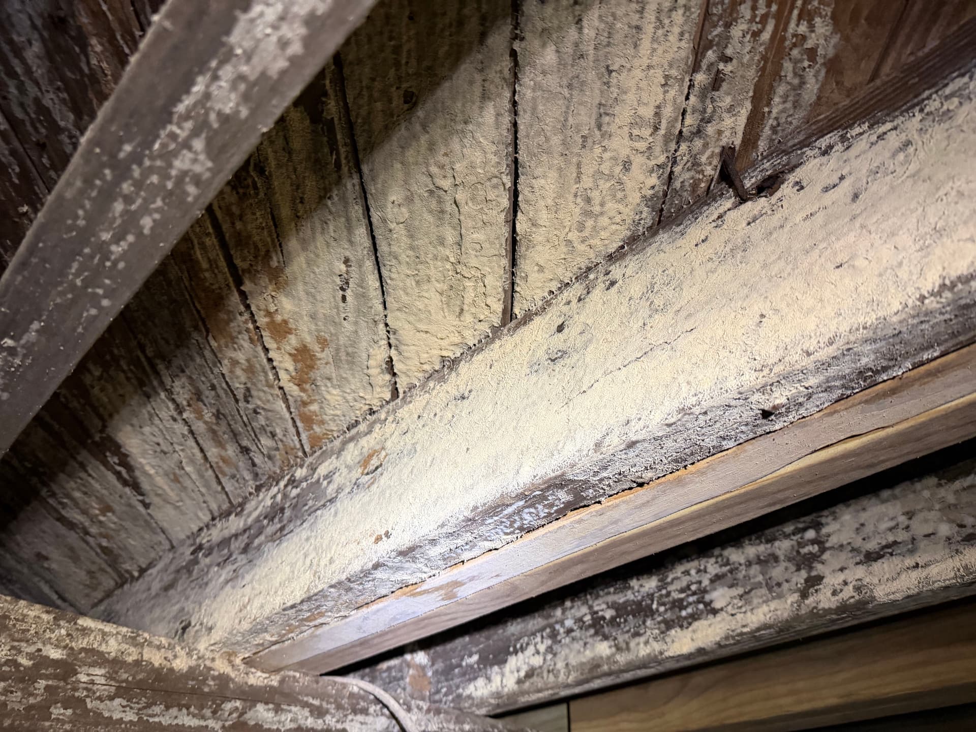 Massive White Rot Fungus Found During Crawl Space Inspection in Cantonment image
