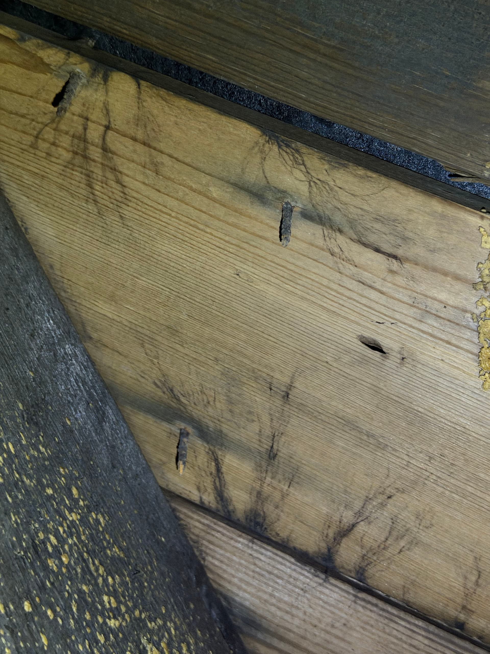 Gallery photos for What We Found Under a Fort Walton Beach Home: Image #1