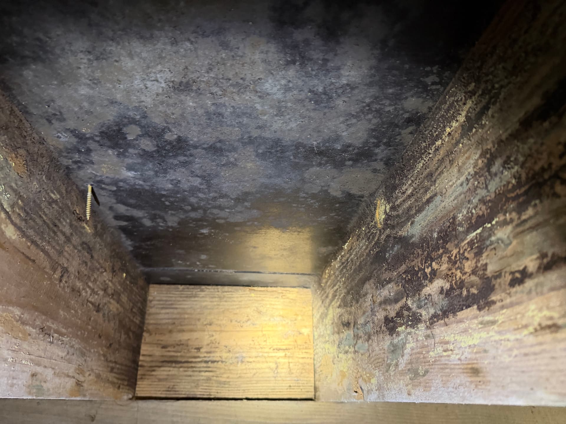 Gallery photos for Fighting Crawl Space Fungus in the Gulf Coast: Image #5