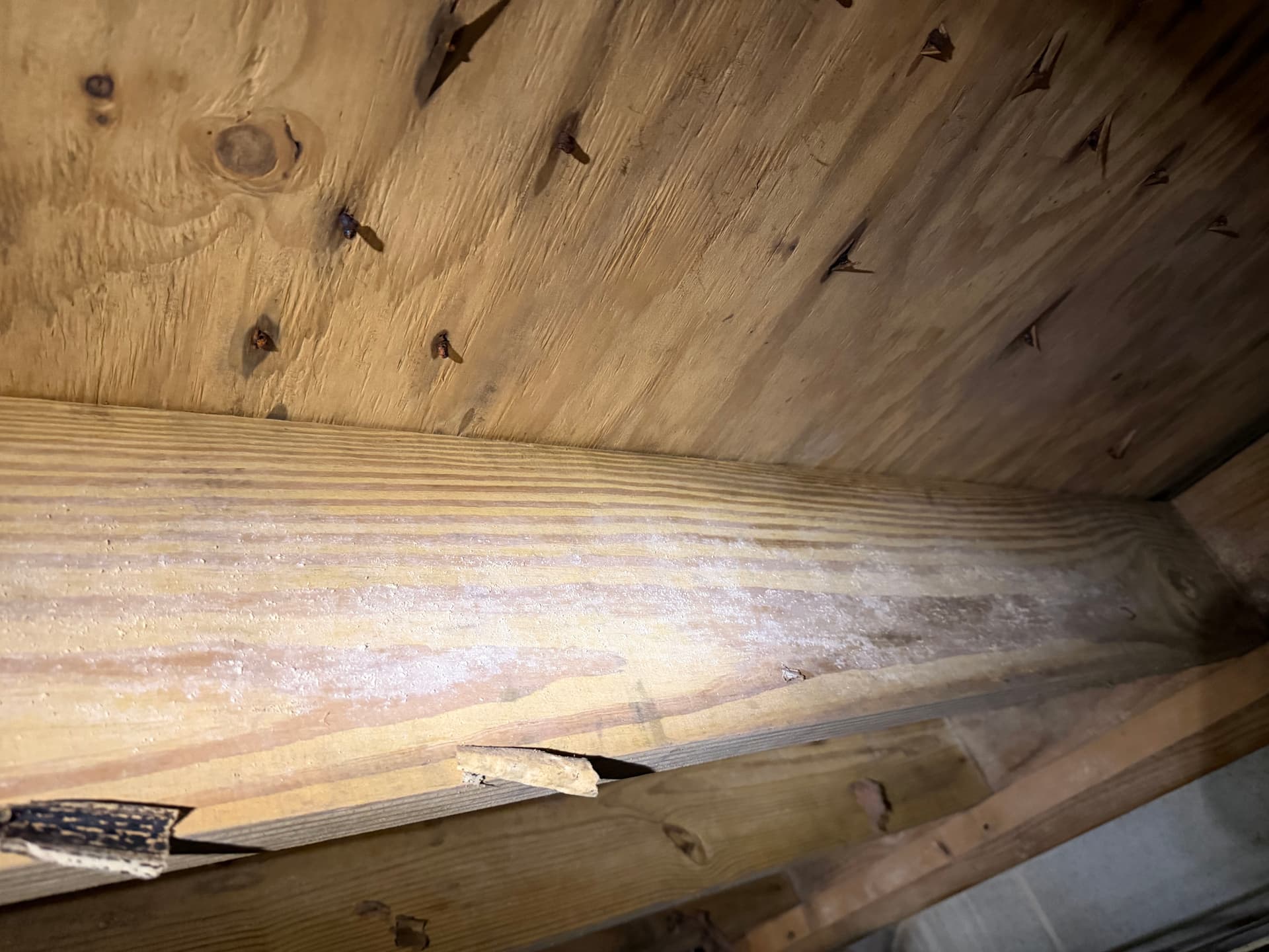 Gallery photos for Crawl Space Moisture and Fungus Assessment in Cantonment Florida: Image #3