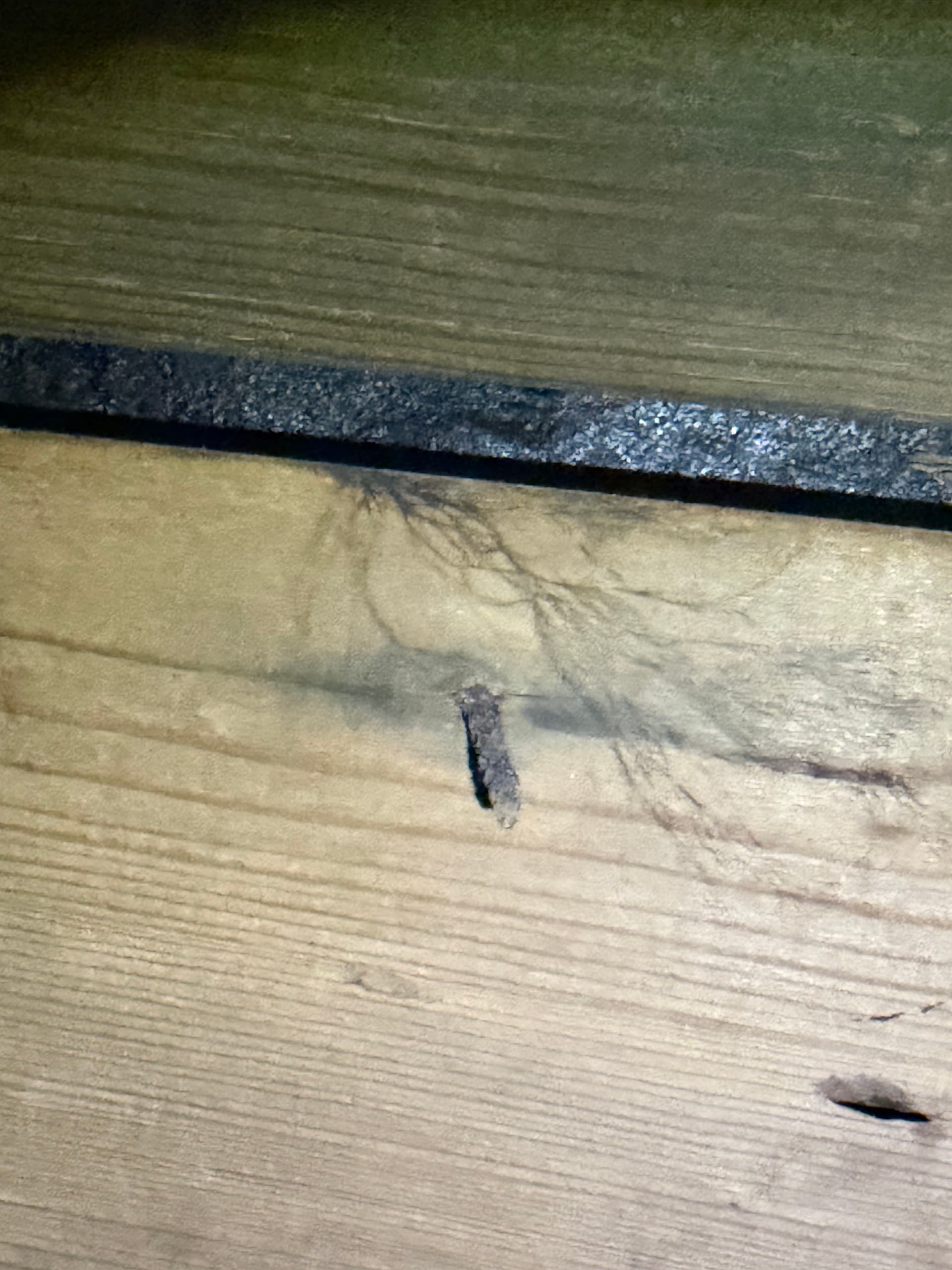 Gallery photos for What We Found Under a Fort Walton Beach Home: Image #2