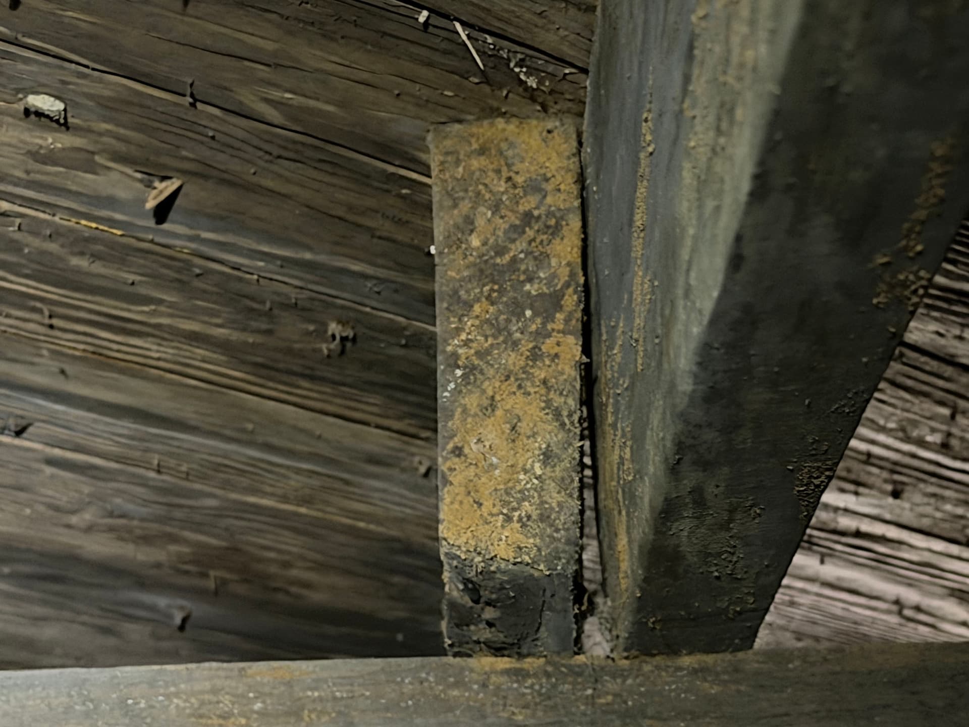 Gallery photos for Massive White Rot Fungus Found During Crawl Space Inspection in Cantonment: Image #2