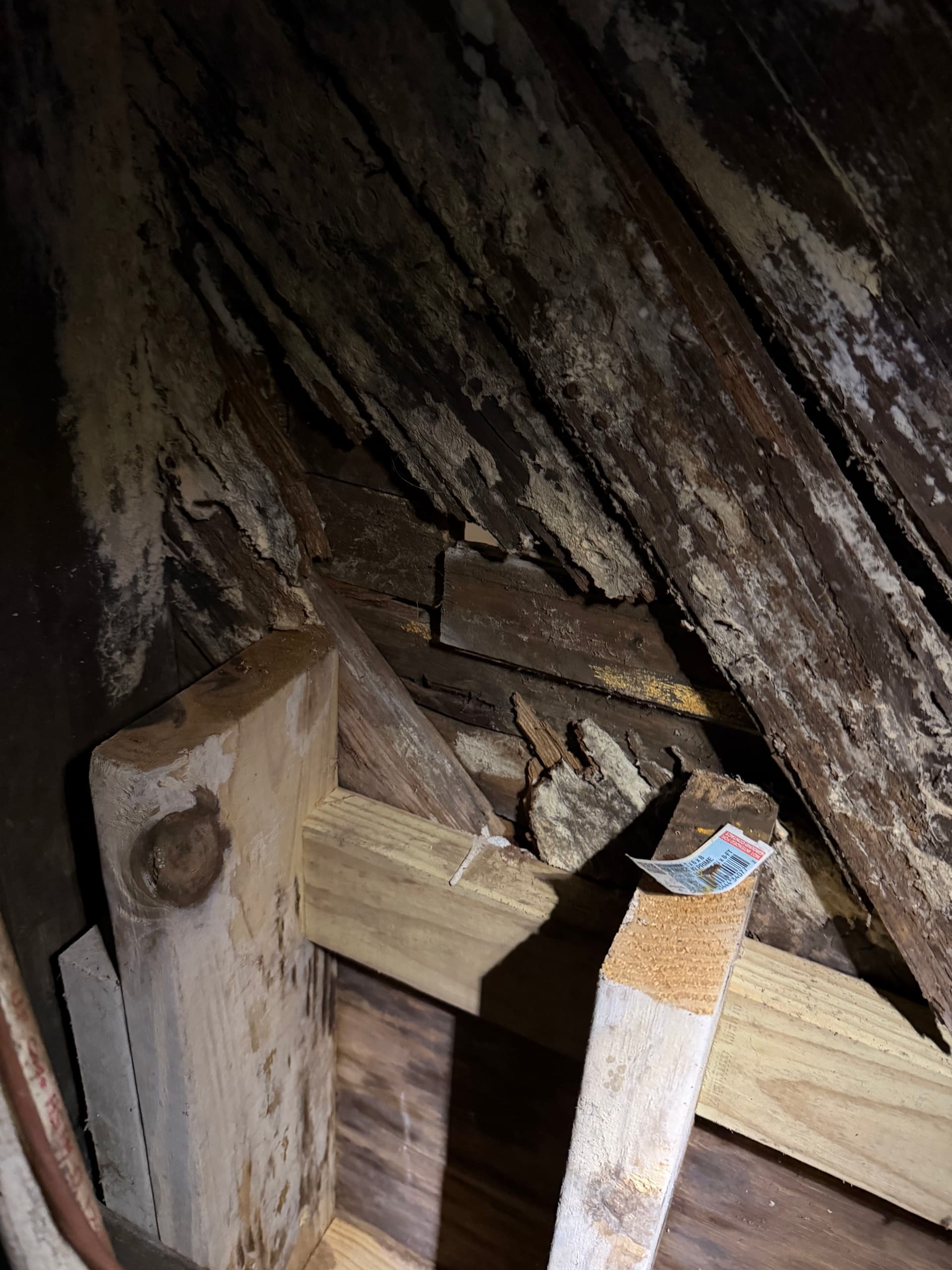 Gallery photos for Massive White Rot Fungus Found During Crawl Space Inspection in Cantonment: Image #5