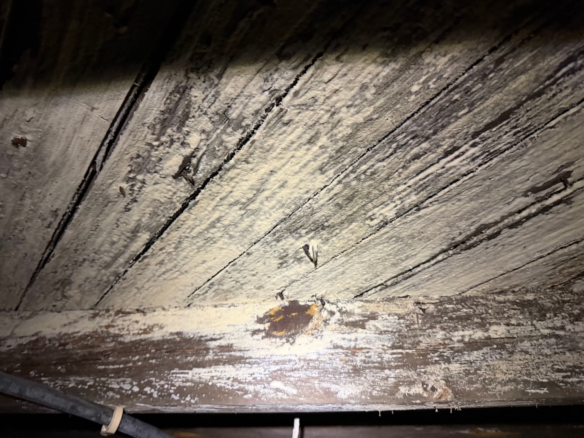 Gallery photos for Massive White Rot Fungus Found During Crawl Space Inspection in Cantonment: Image #9
