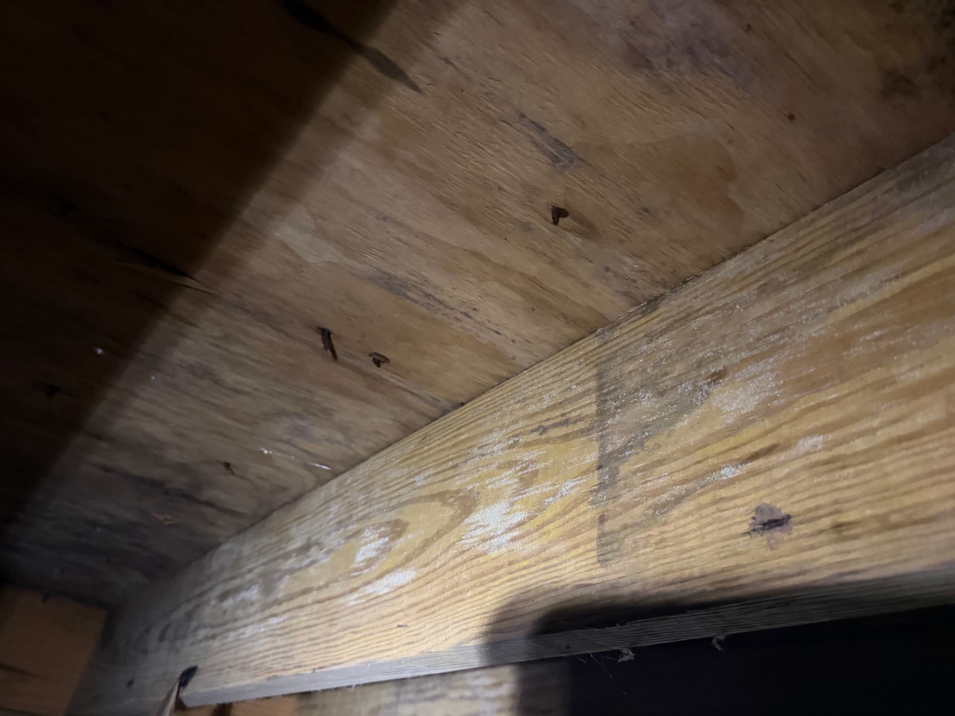 Gallery photos for Crawl Space Moisture and Fungus Assessment in Cantonment Florida: Image #6