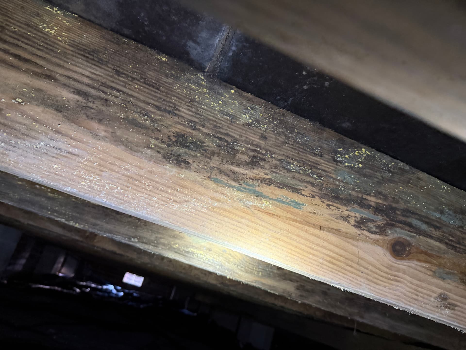 Gallery photos for Fighting Crawl Space Fungus in the Gulf Coast: Image #6