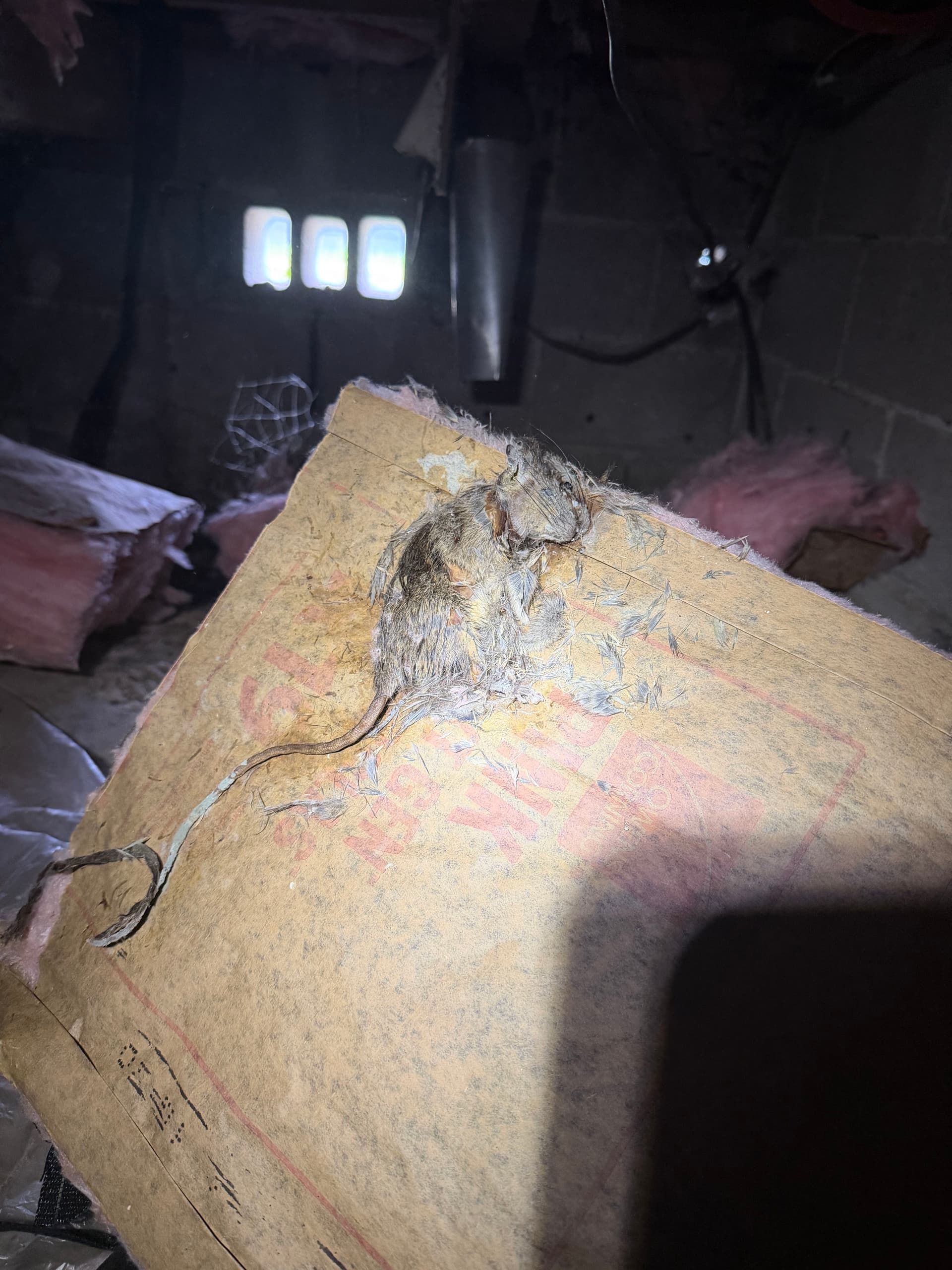 Gallery photos for Panama City Crawl Space Cleanup Debris Removal and Vapor Barrier Install: Image #7