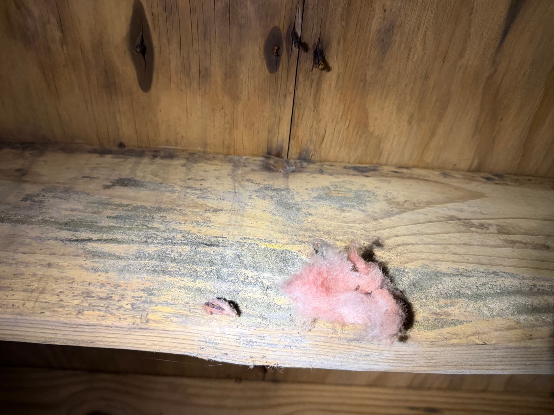 Gallery photos for Crawl Space Moisture and Fungus Assessment in Cantonment Florida: Image #1