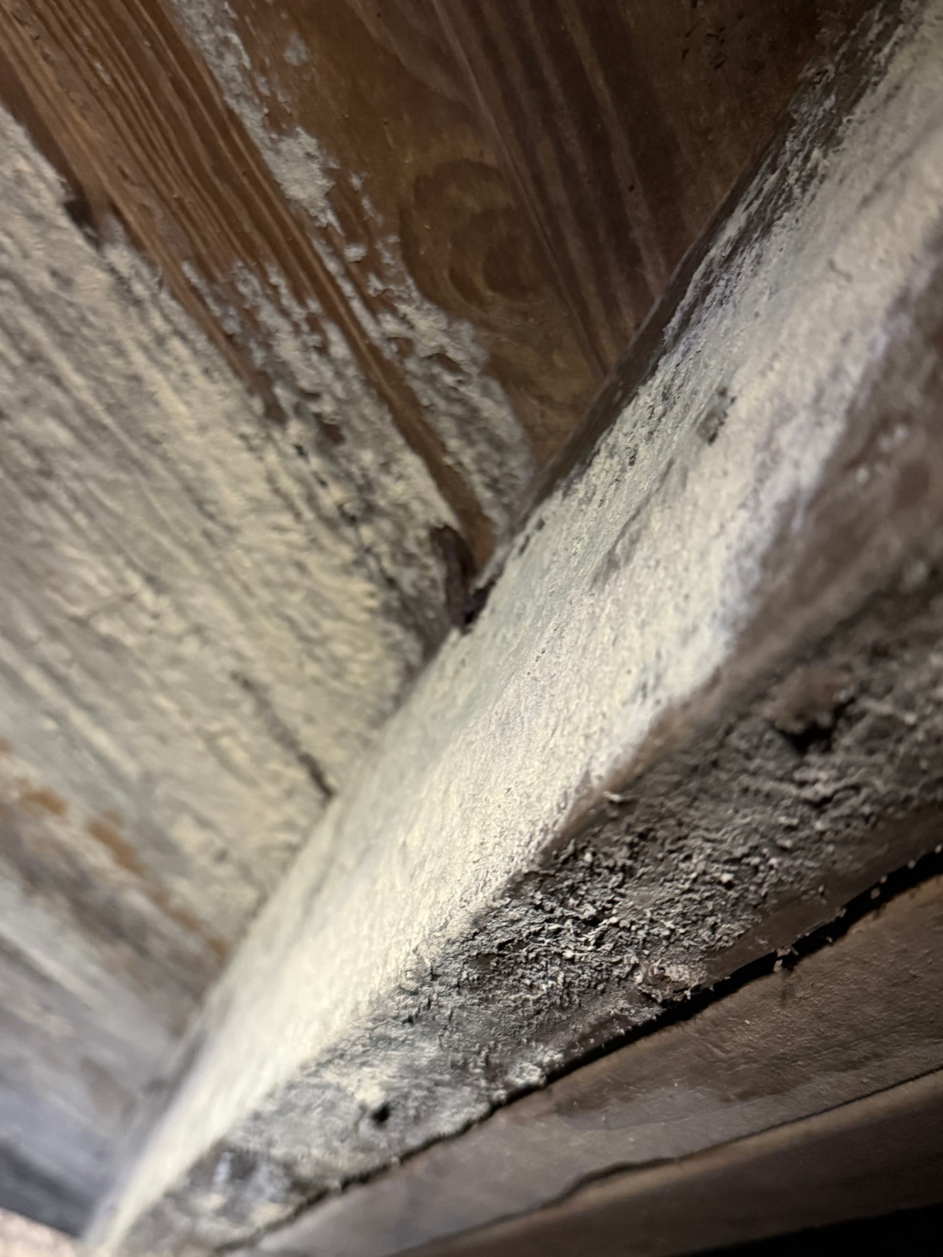 Gallery photos for Massive White Rot Fungus Found During Crawl Space Inspection in Cantonment: Image #7