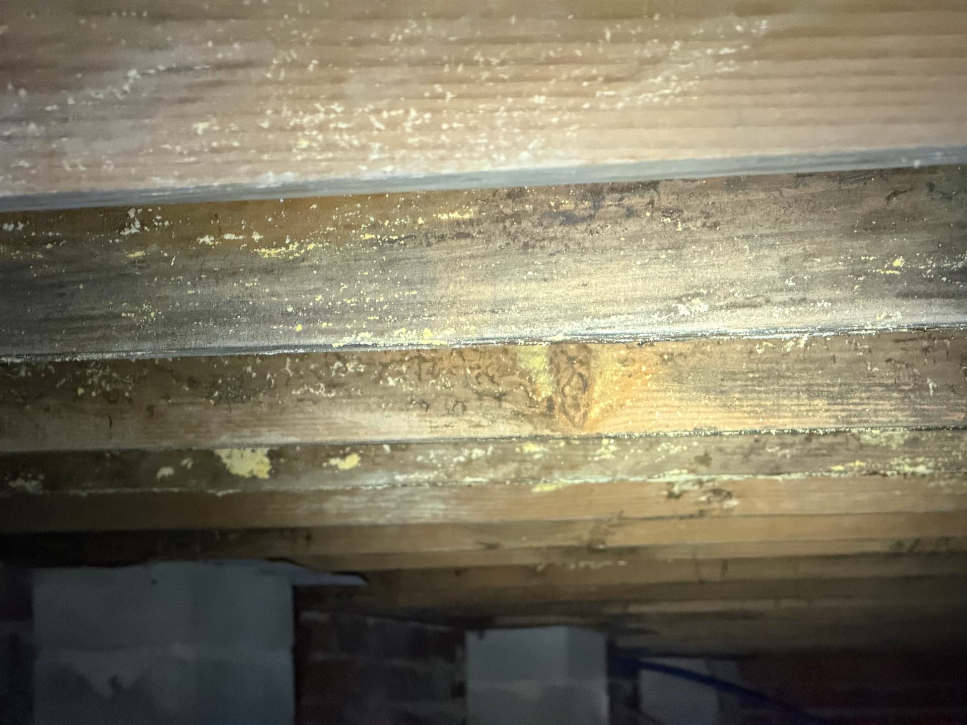 Gallery photos for Fighting Crawl Space Fungus in the Gulf Coast: Image #2