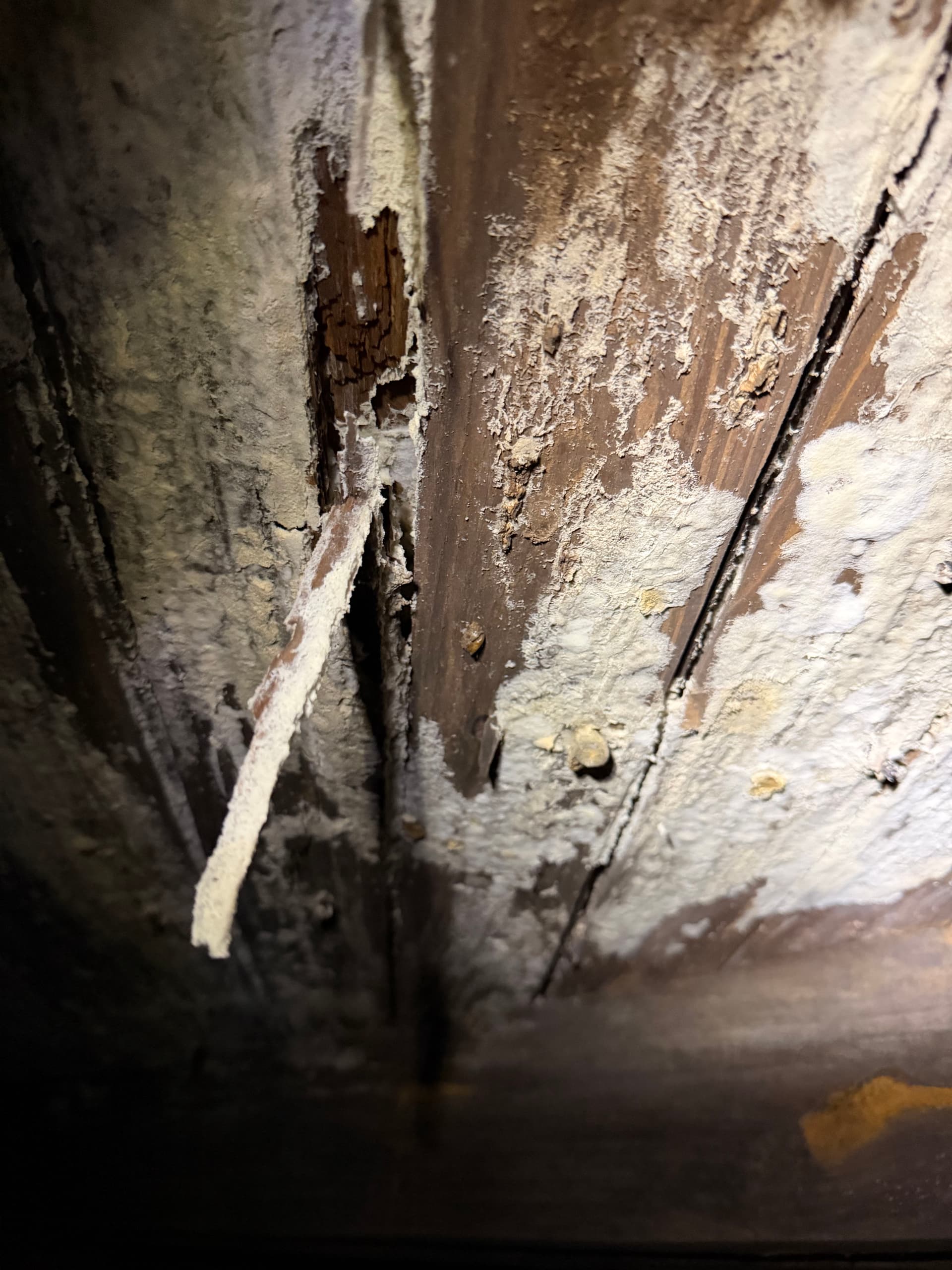 Gallery photos for Massive White Rot Fungus Found During Crawl Space Inspection in Cantonment: Image #3