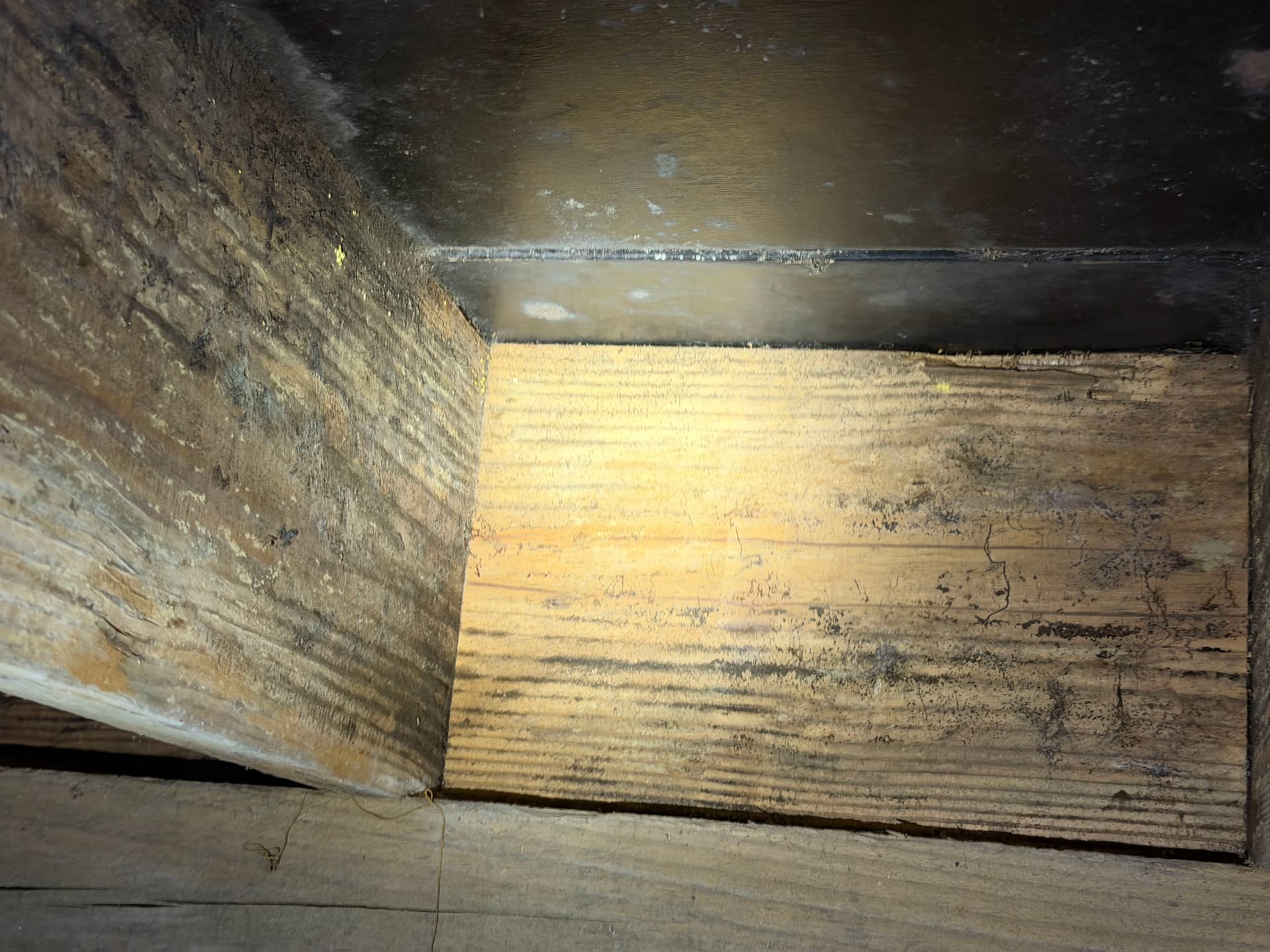 Gallery photos for Fighting Crawl Space Fungus in the Gulf Coast: Image #7