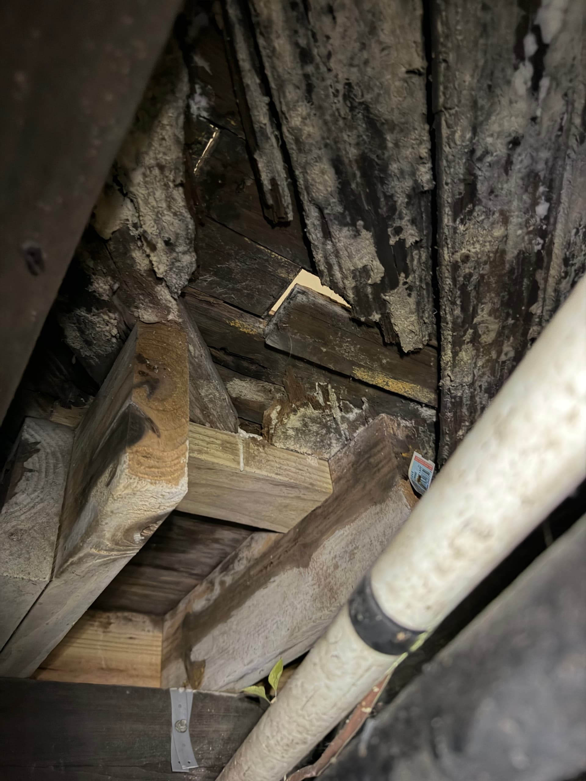 Gallery photos for Massive White Rot Fungus Found During Crawl Space Inspection in Cantonment: Image #4