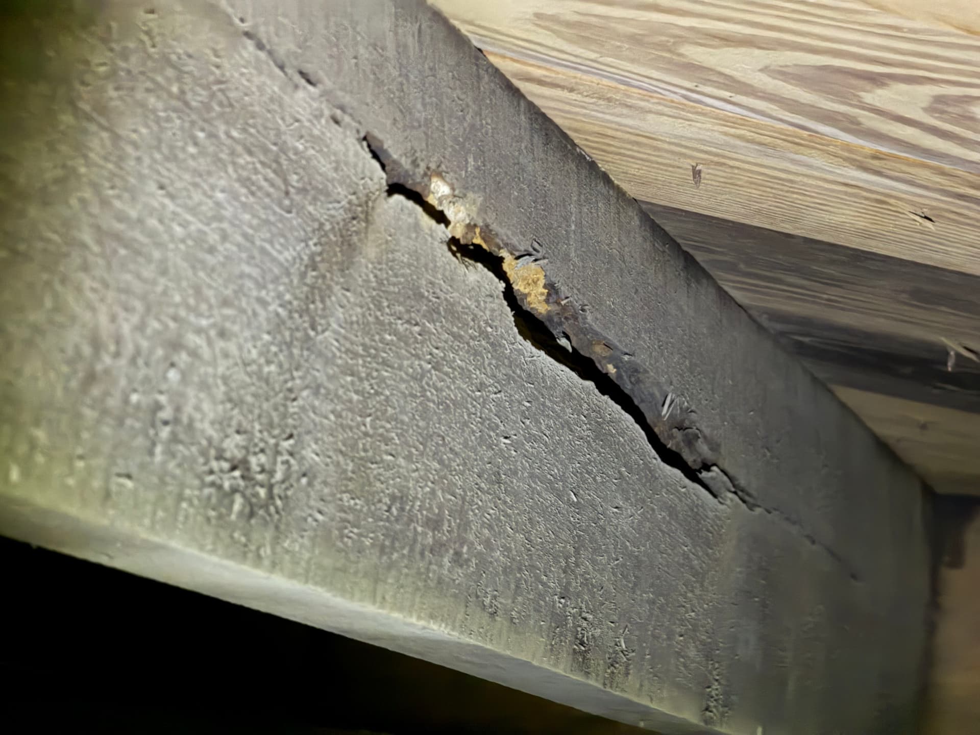 What We Found Under a Fort Walton Beach Home image